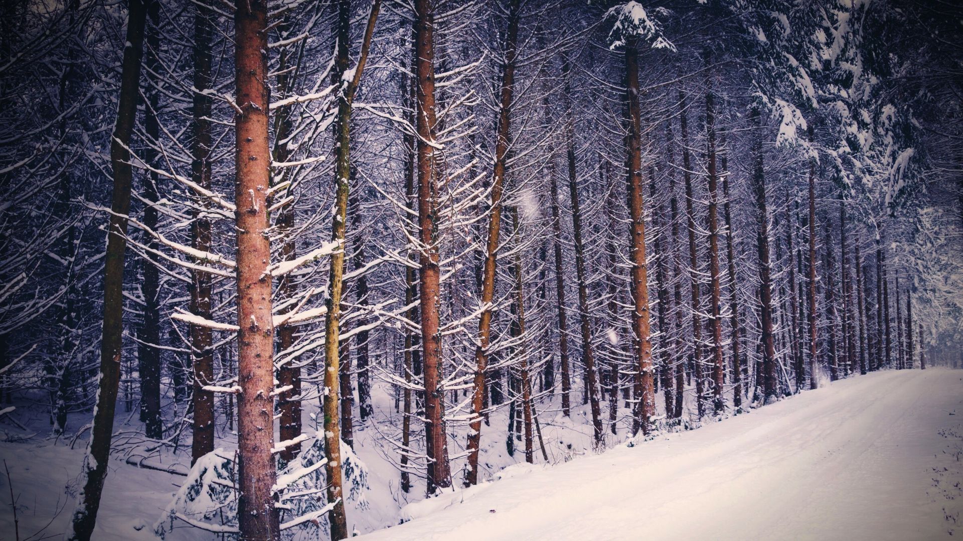 Wallpaper Forest, tree, nature, winter, 4k
