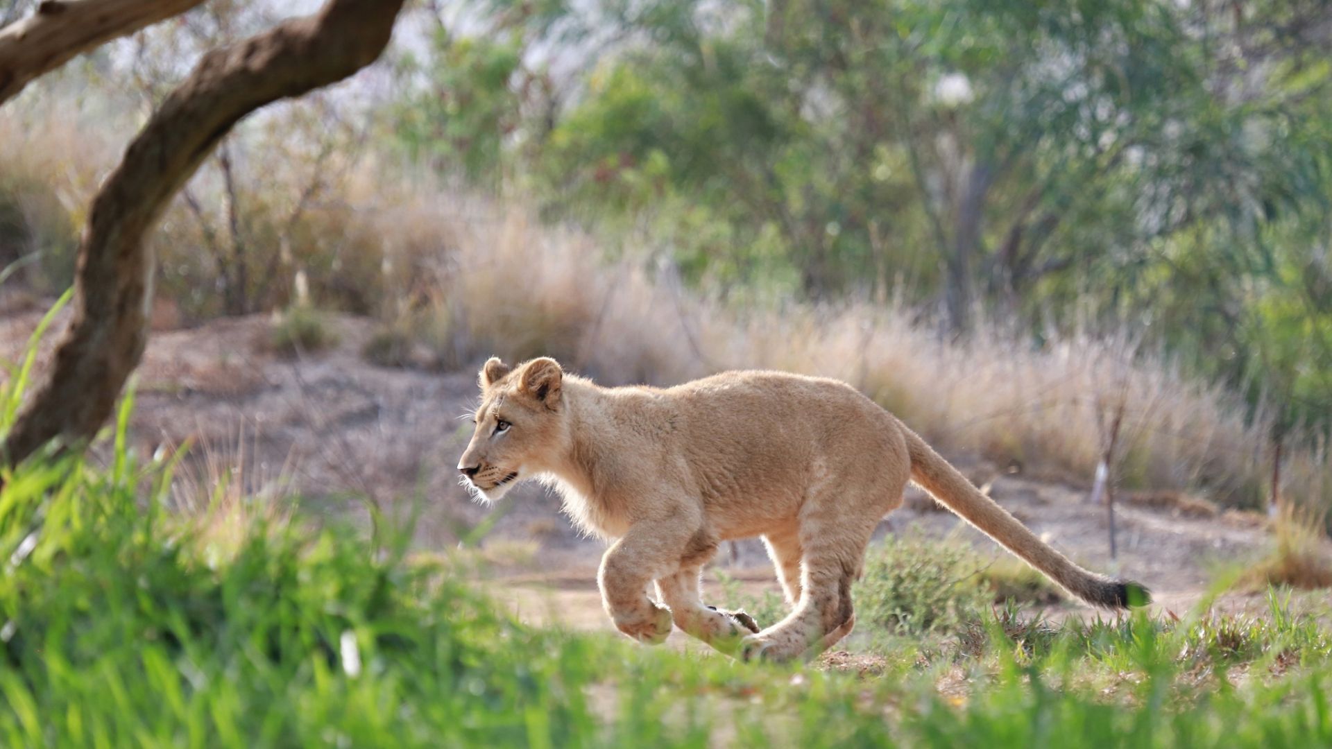 Wallpaper Baby lion, predator, run
