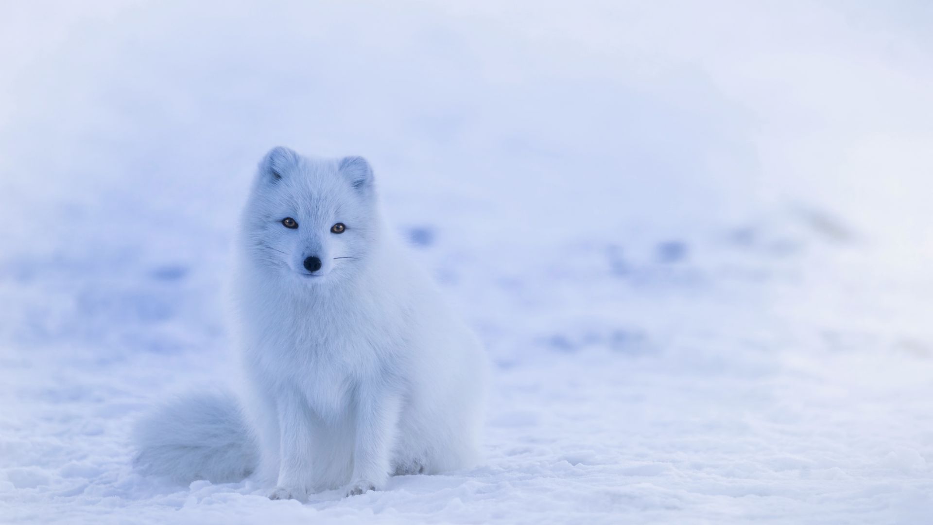 Wallpaper Baby arctic fox, animal, predator