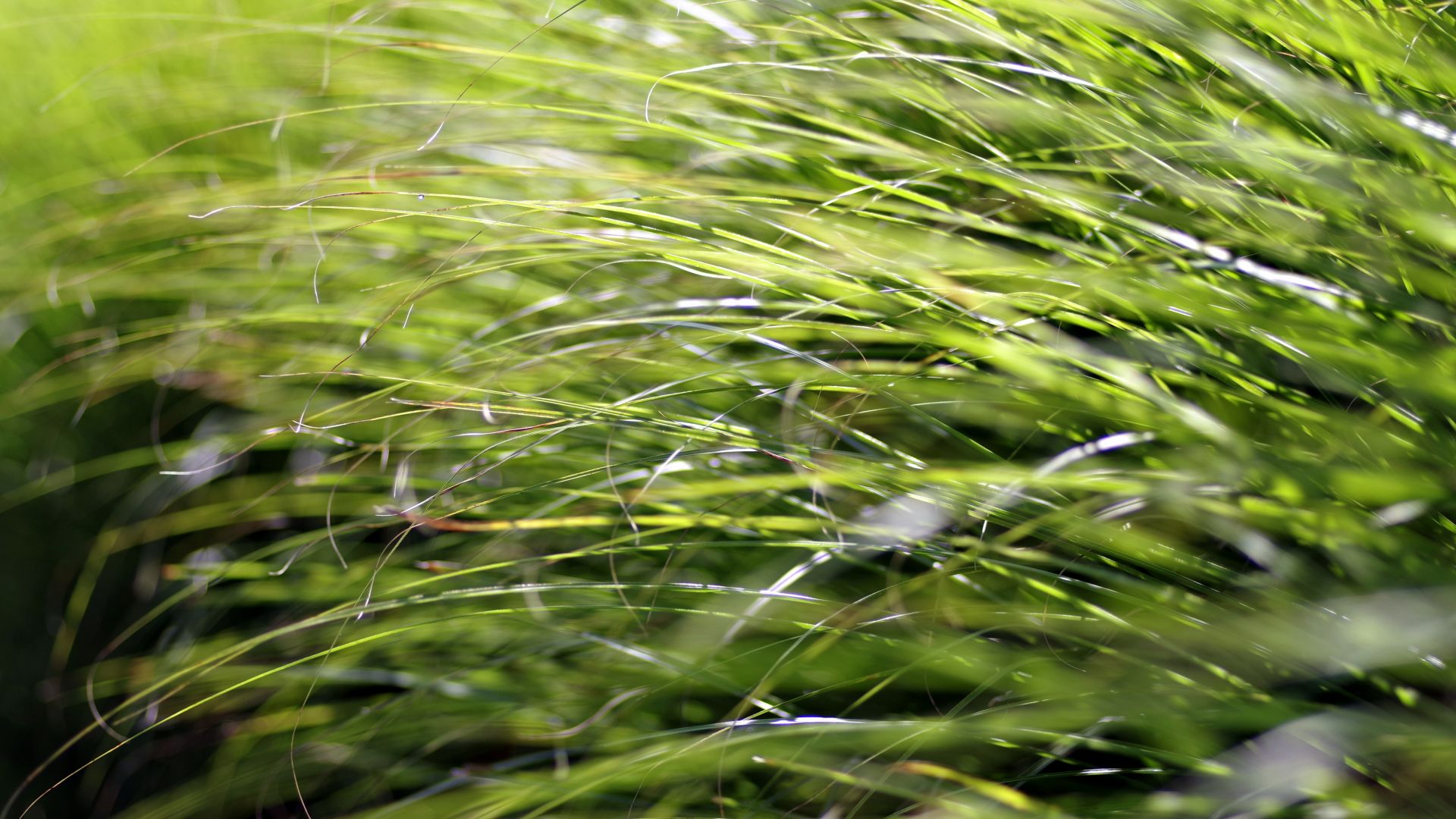 Wallpaper Grass, grass threads, close up