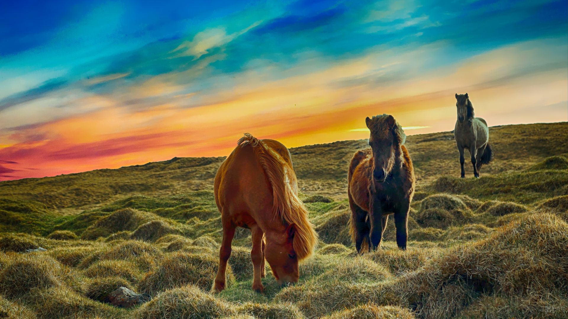 Wallpaper Animals, horses, grazing, landscape