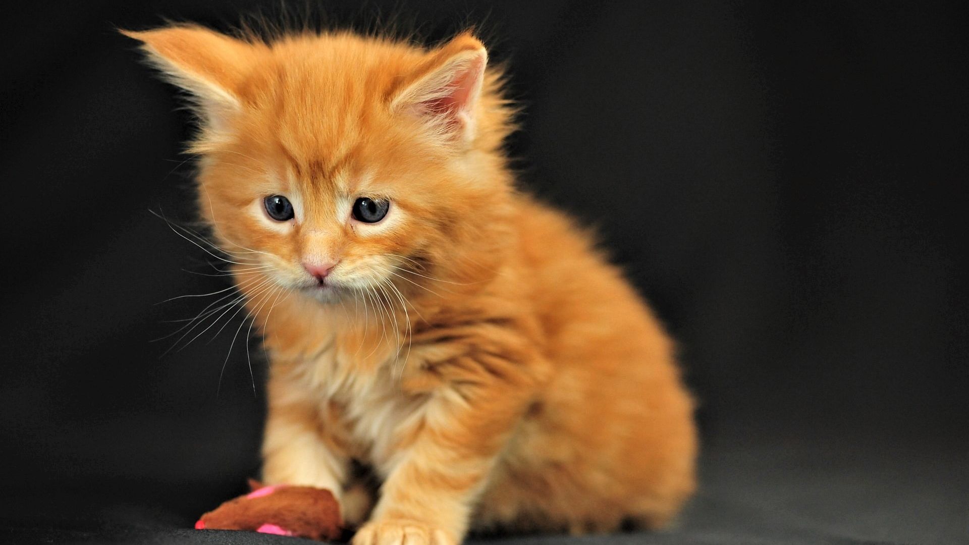 Wallpaper Orange, cute, kitten, pet, animal