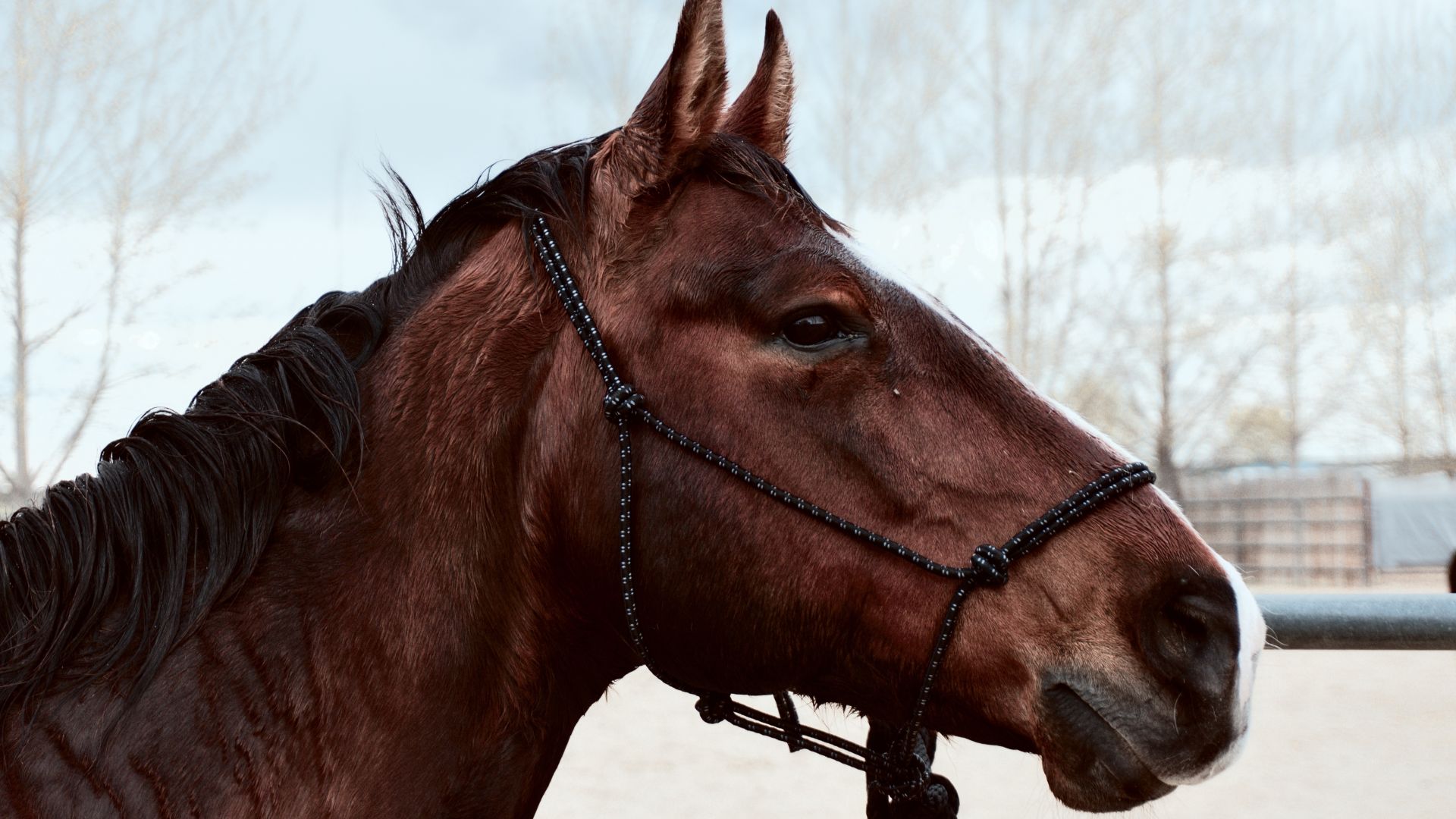 Wallpaper Brown horse, animal, muzzle, 5k