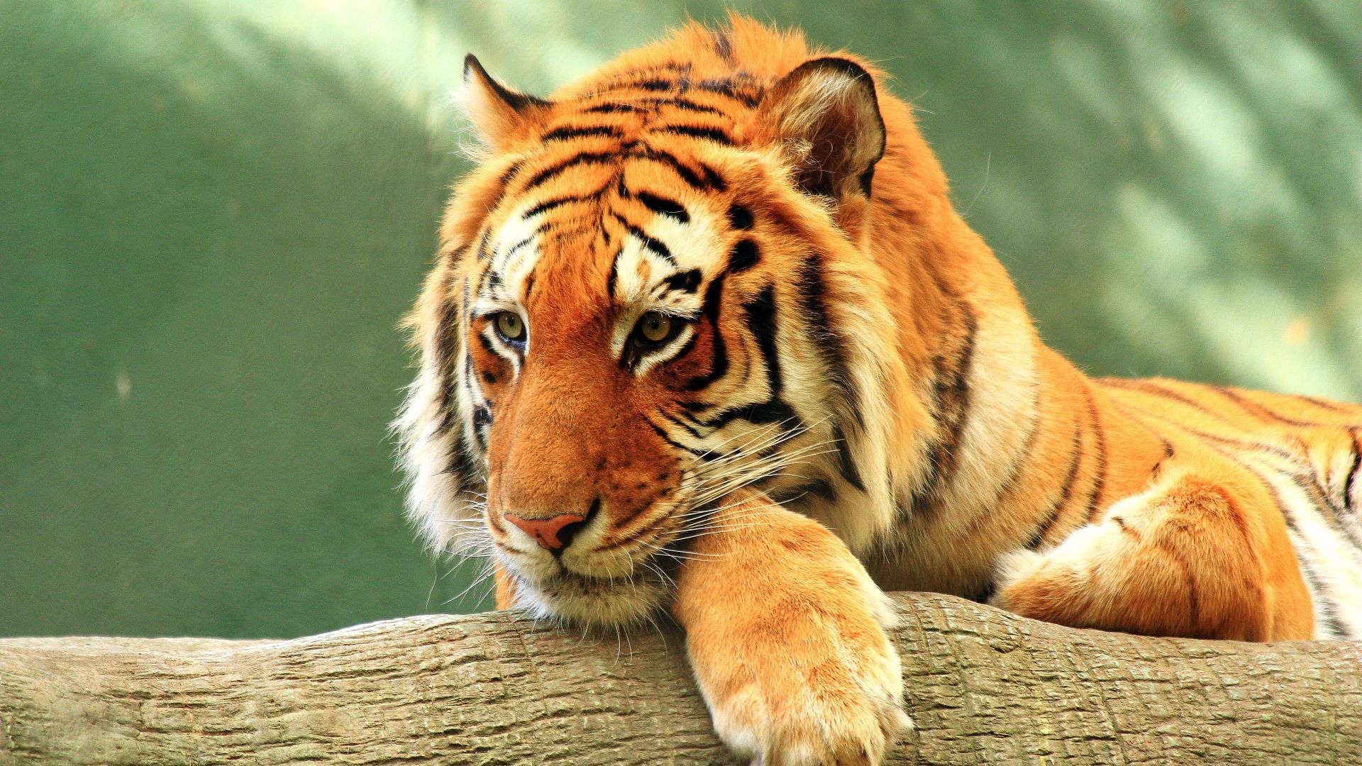 Wallpaper Predator, tiger, wildlife, muzzle