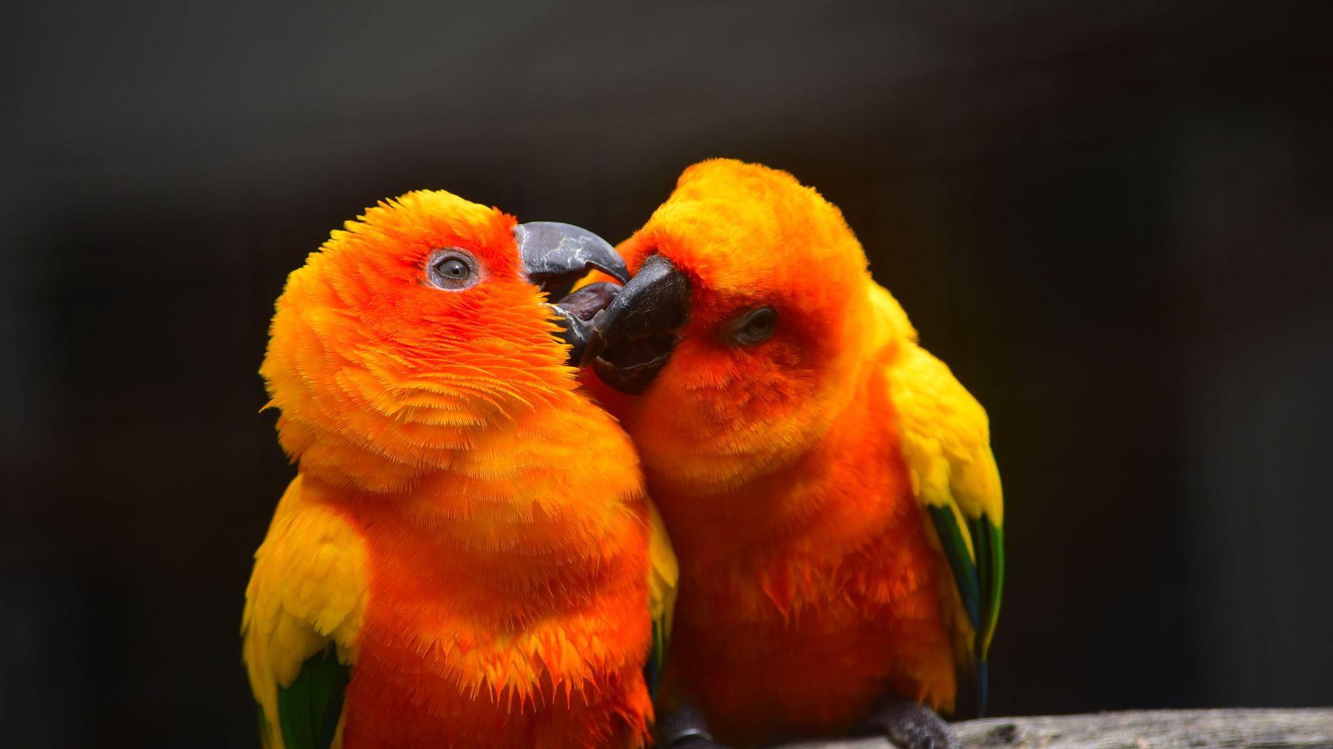 Wallpaper Colorful, birds, parrot, pair, kiss