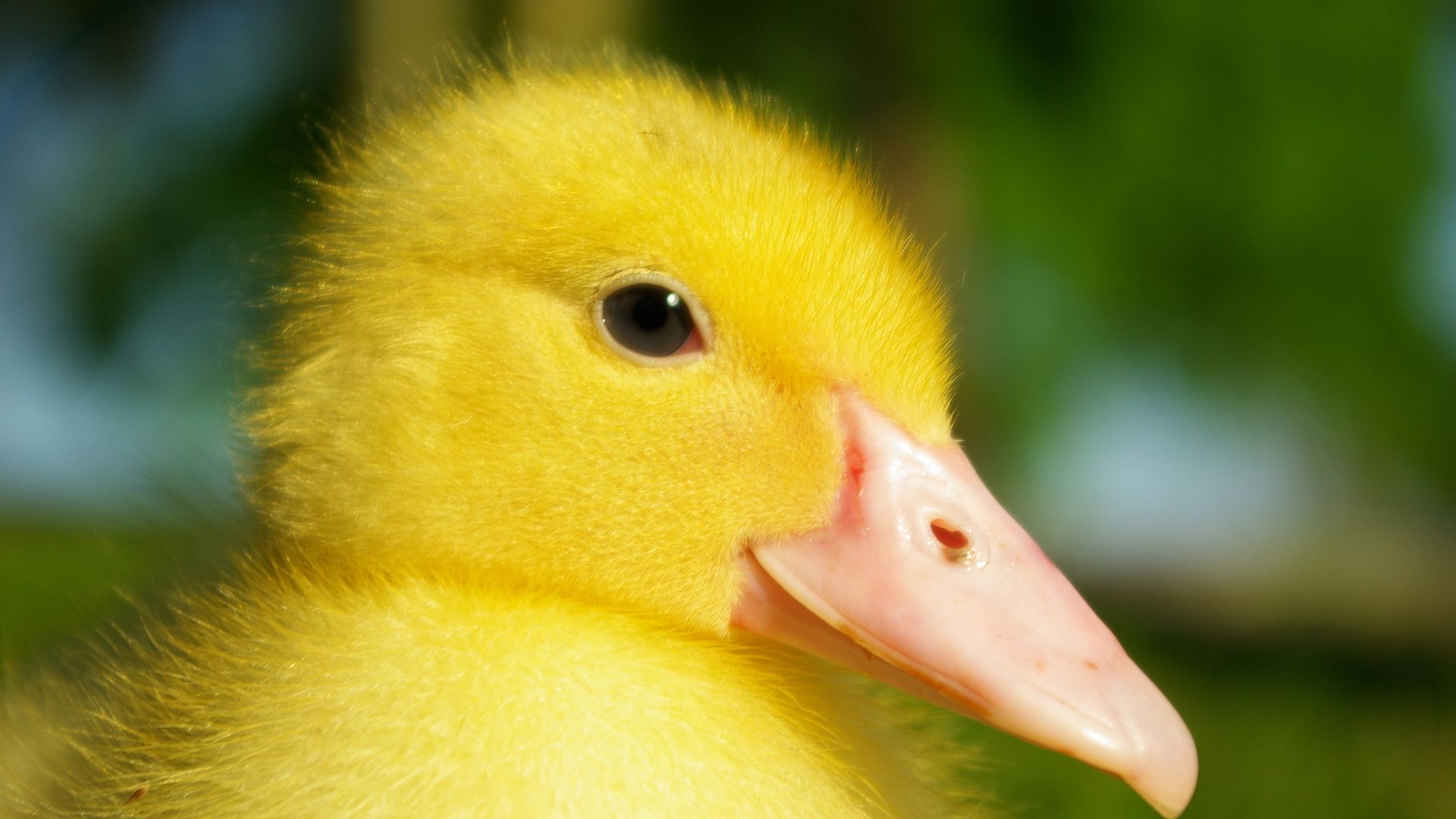 Wallpaper Yellow duck, young bird, duckling, beak