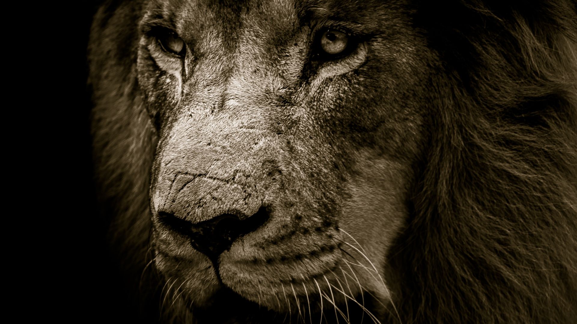 Wallpaper Lion, predator, confident, muzzle, fur, 4k