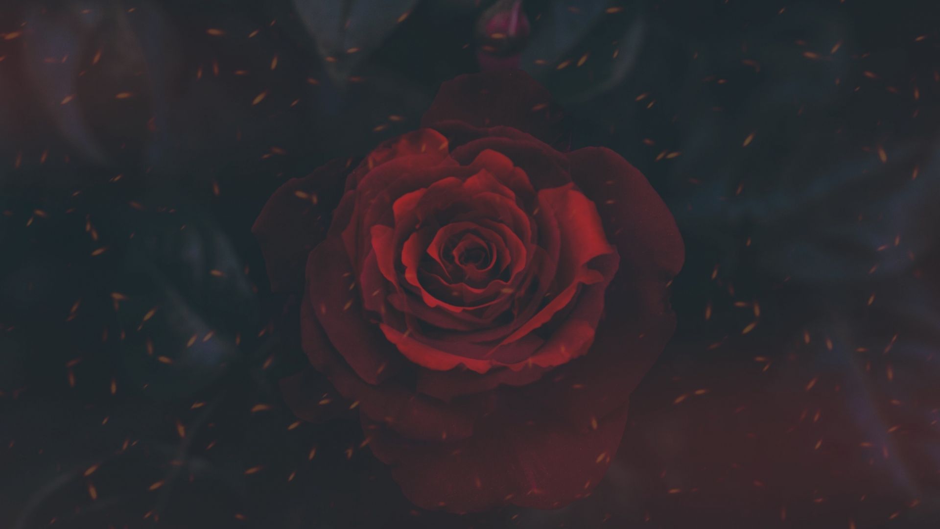Wallpaper Rose, bud, flower, close up