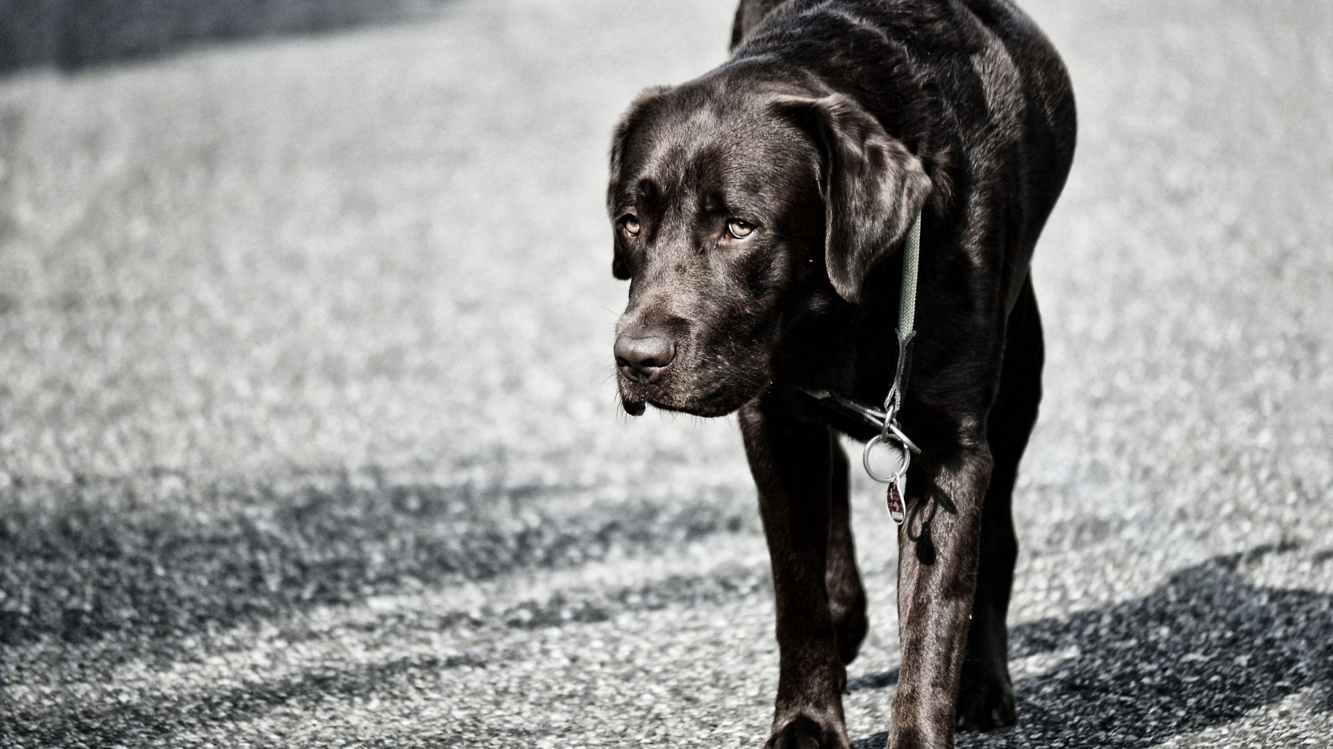 Wallpaper Labrador Retriever, black, dog, walk, 4k