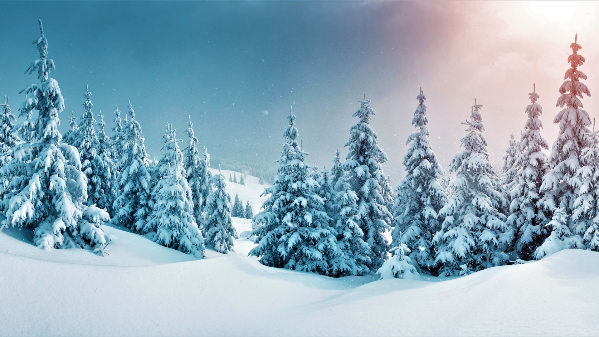Wallpaper 5k, winter, trees, forest, nature