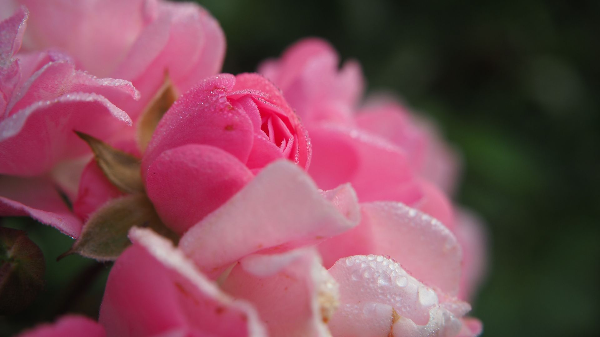 Wallpaper Roses, water drops, pink flowers