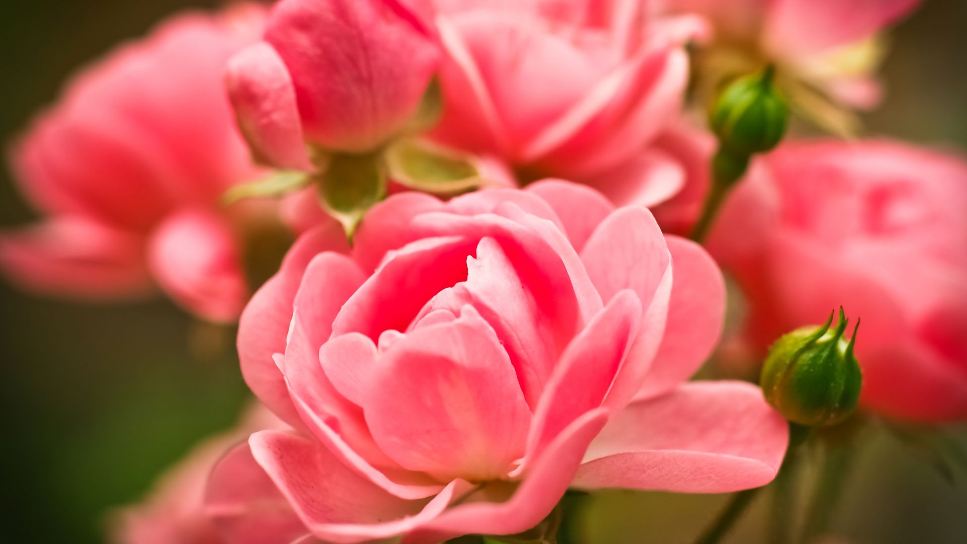 Wallpaper Pink roses flowers close up