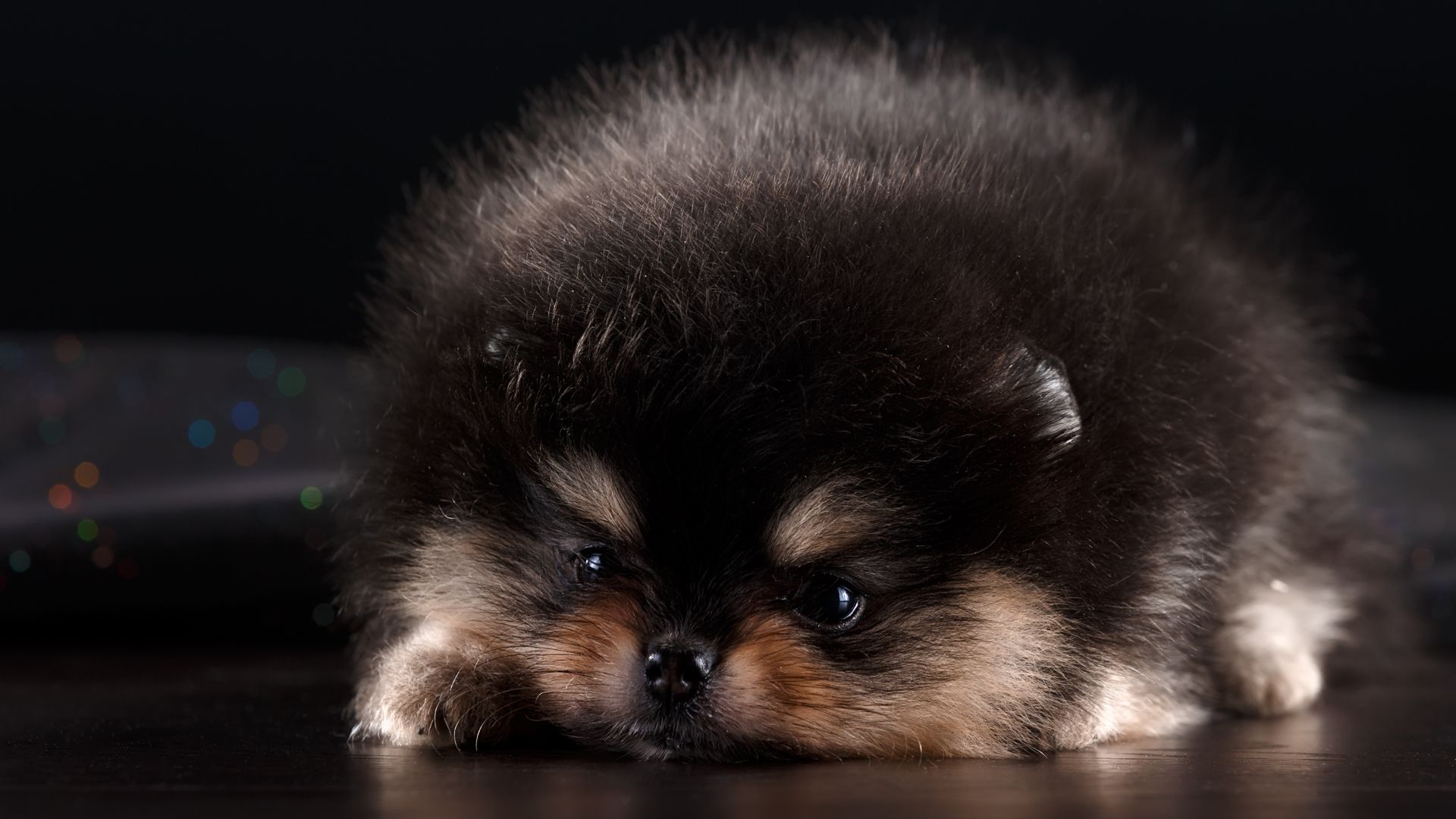 Wallpaper Cute Spitz puppy dog furry 