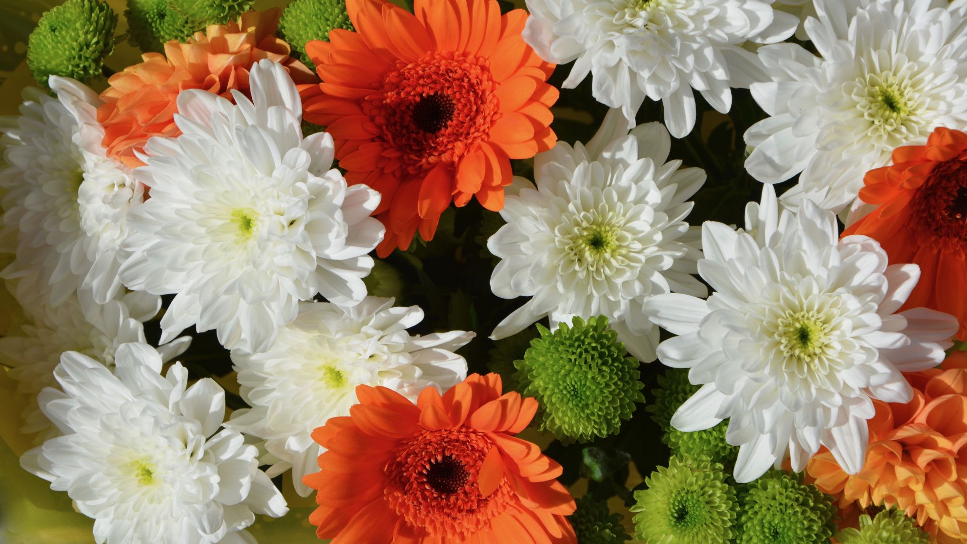 Wallpaper Flowers, white and orange flowers
