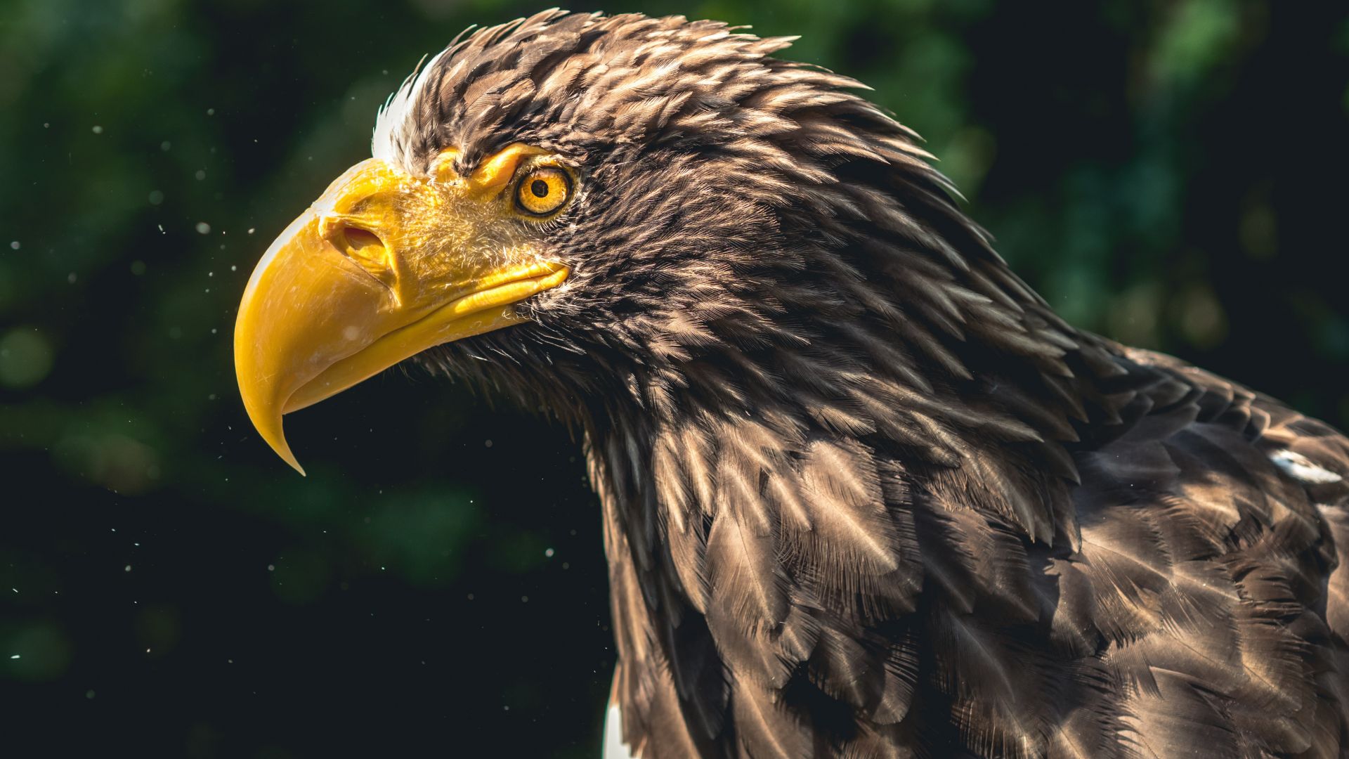Desktop Wallpaper Yellow Beak Of Eagle, Bird, Predator, Close Up, 4k, Hd  Image, Picture, Background, 5d266c