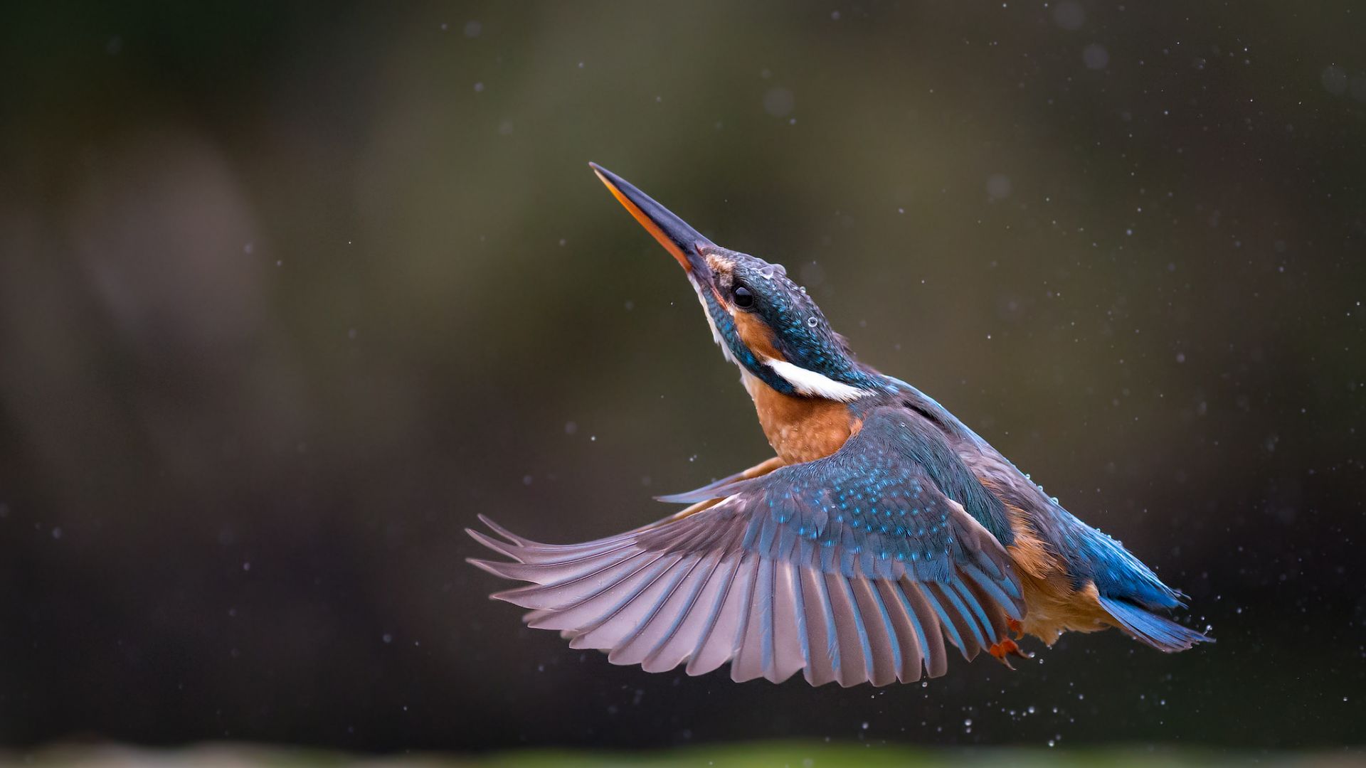Wallpaper Kingfisher, bird, wings, fly