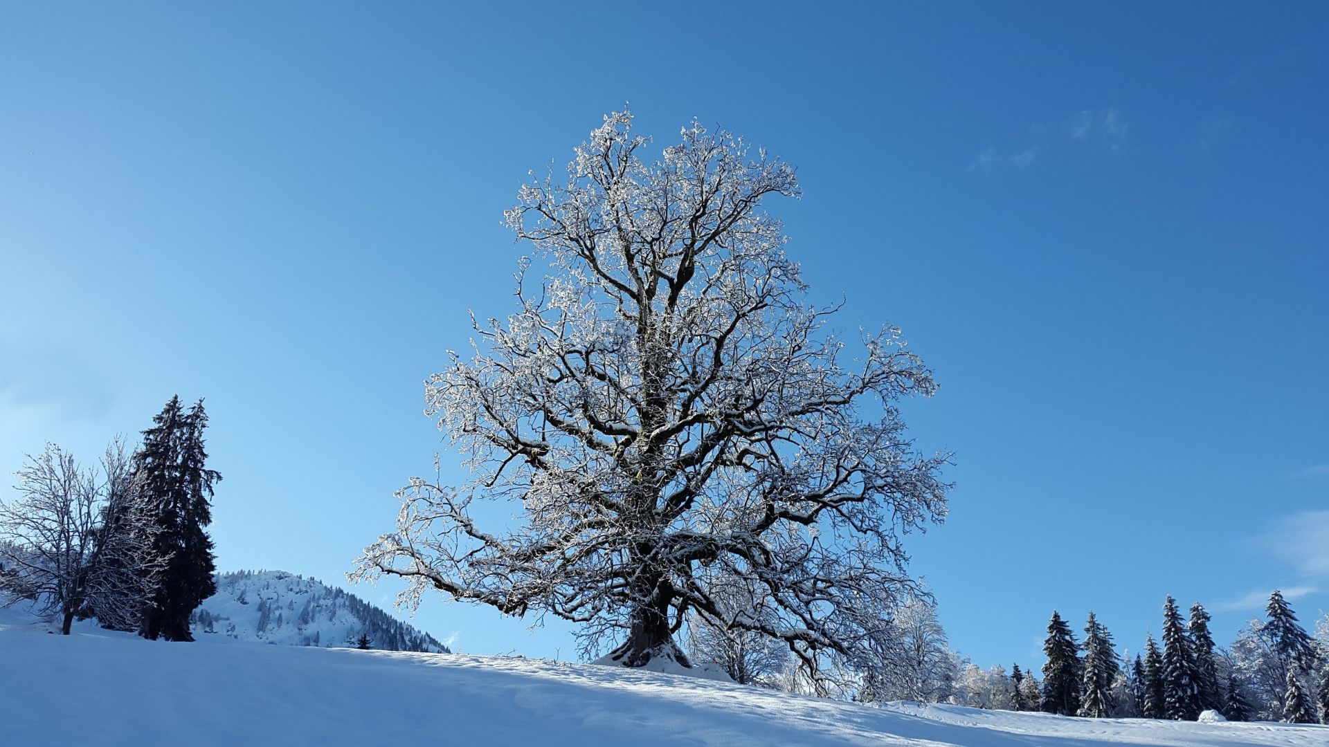 Wallpaper Big tree in winter, blue sky, landscape, 4k