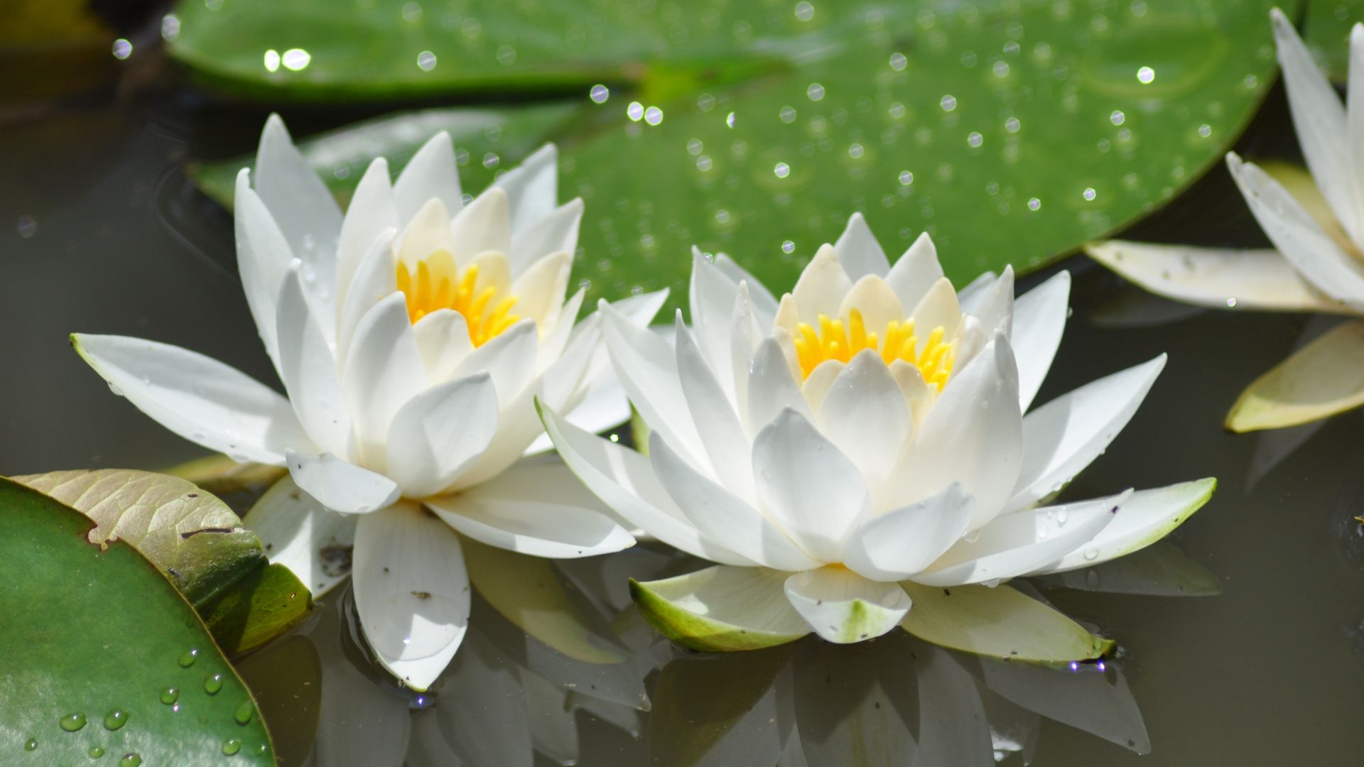 Desktop Wallpaper White Flowers, Bloom, Lotus, 4k, Hd Image, Picture,  Background, 5ddbab