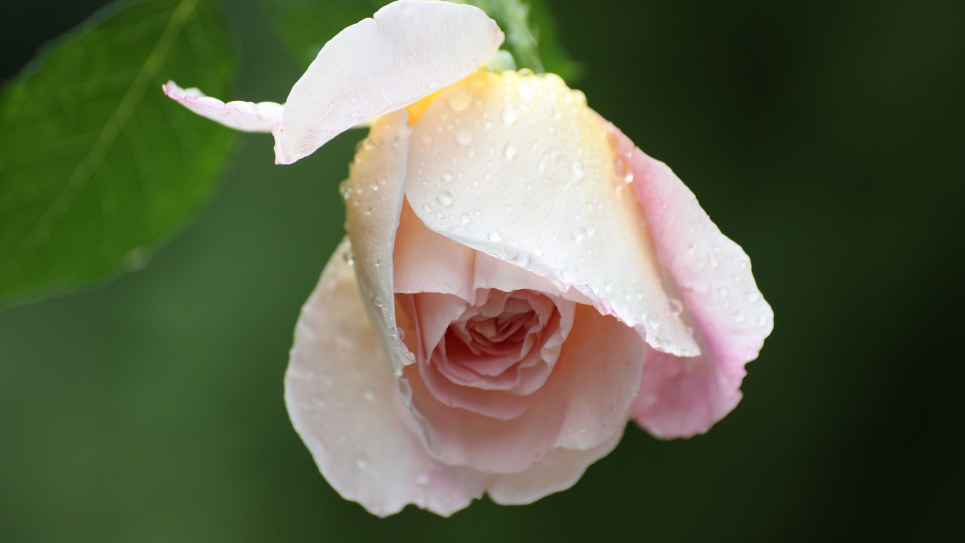 Wallpaper Pink Rose petal, close up
