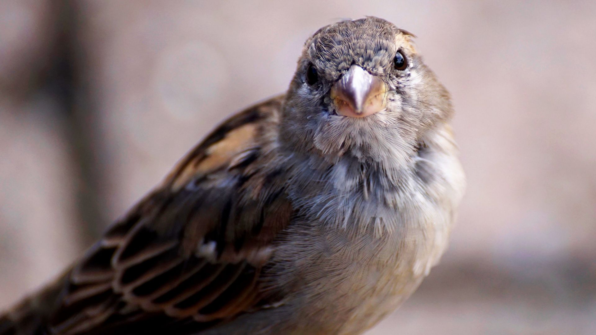 Wallpaper Sparrow, small bird, close up, 4k