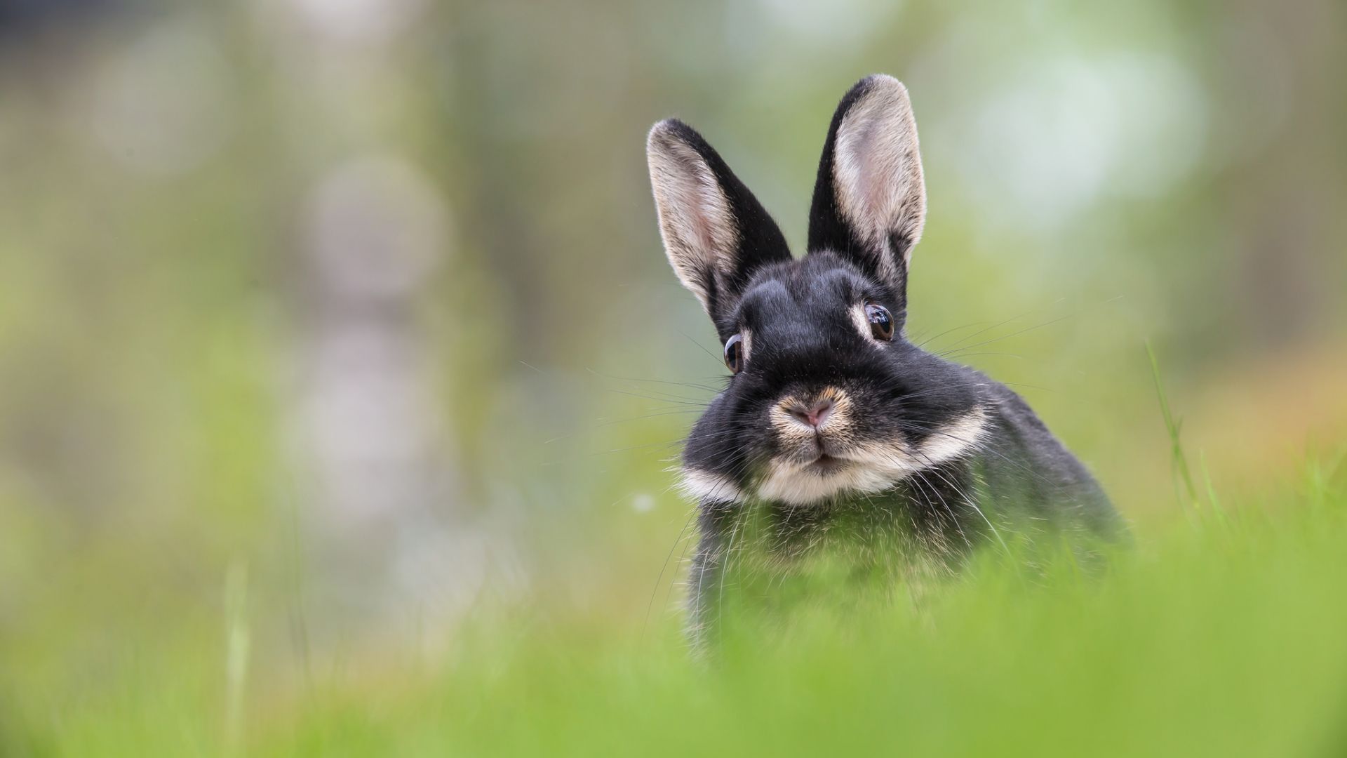 Wallpaper Cute bunny, hare, stare, animal, grass