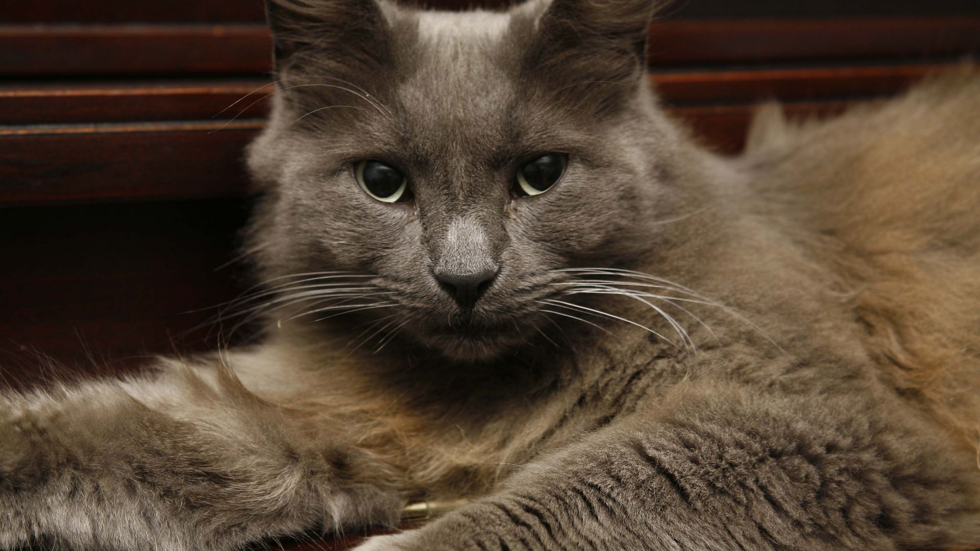 Wallpaper Gray cat, pet animal, stare