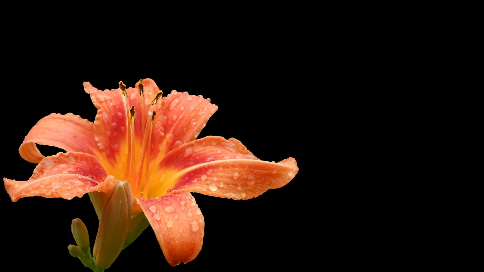 Wallpaper Lily flower, drops, orange flower
