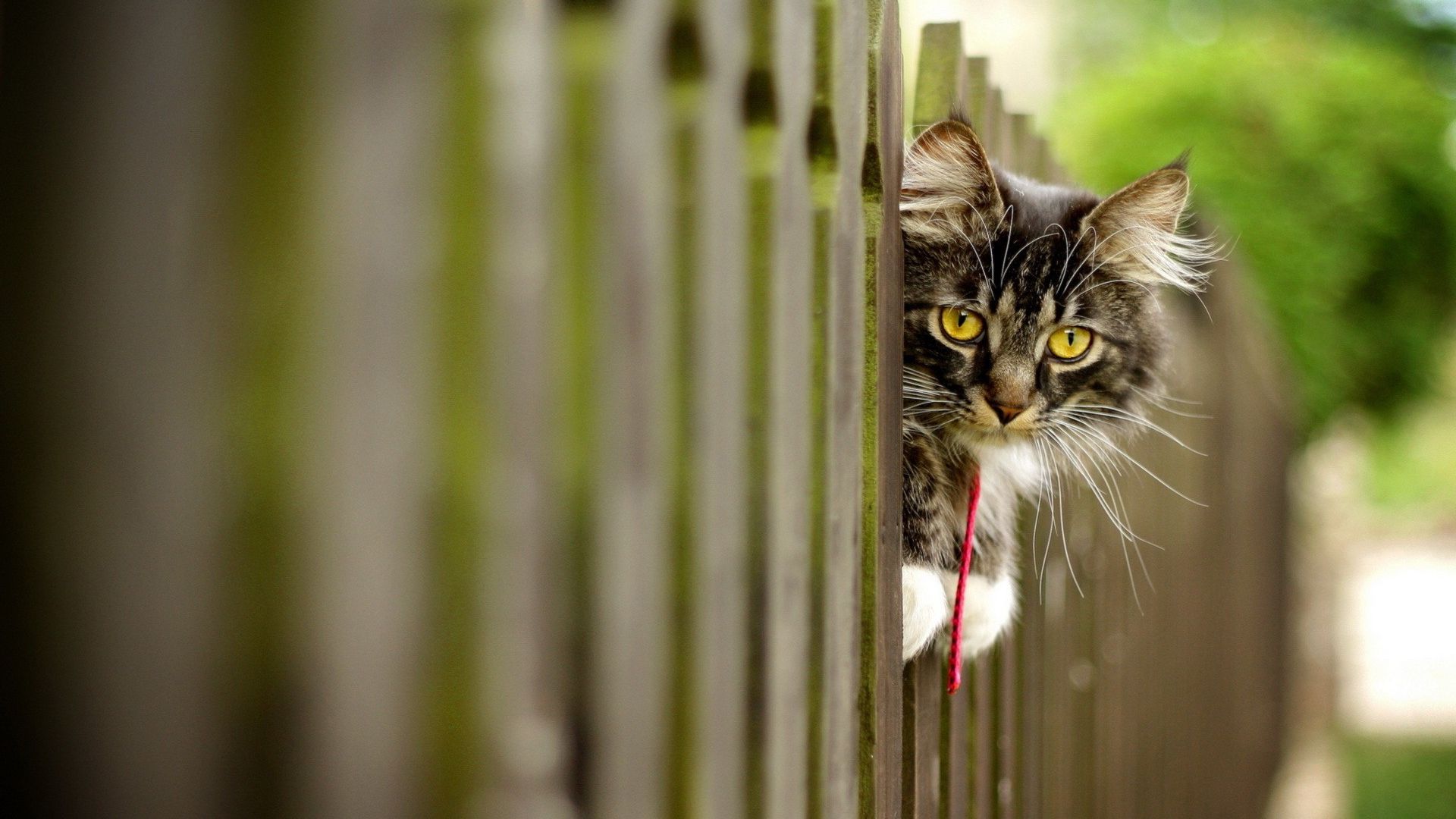 Wallpaper Cat hidden behind wooden fence