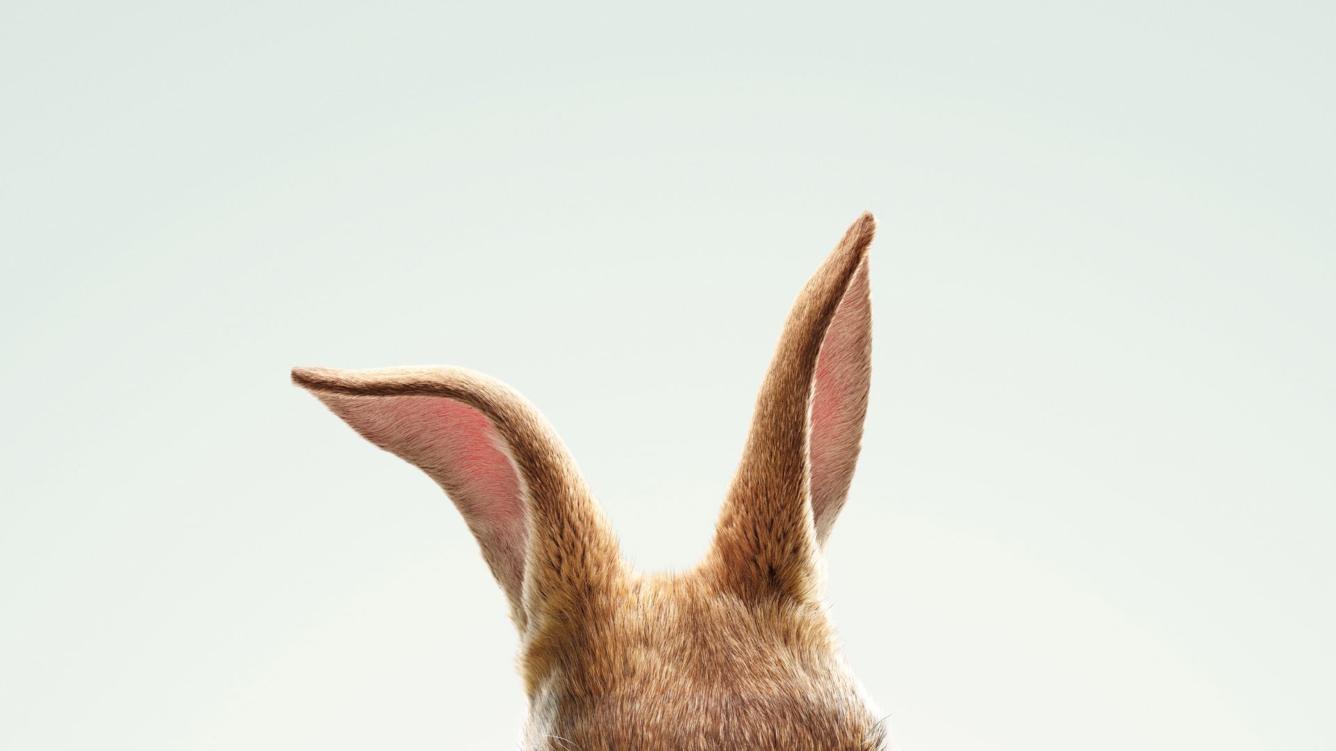 Wallpaper Peter Rabbit, Rabbit, 2018 movie, ears, minimal, 4k