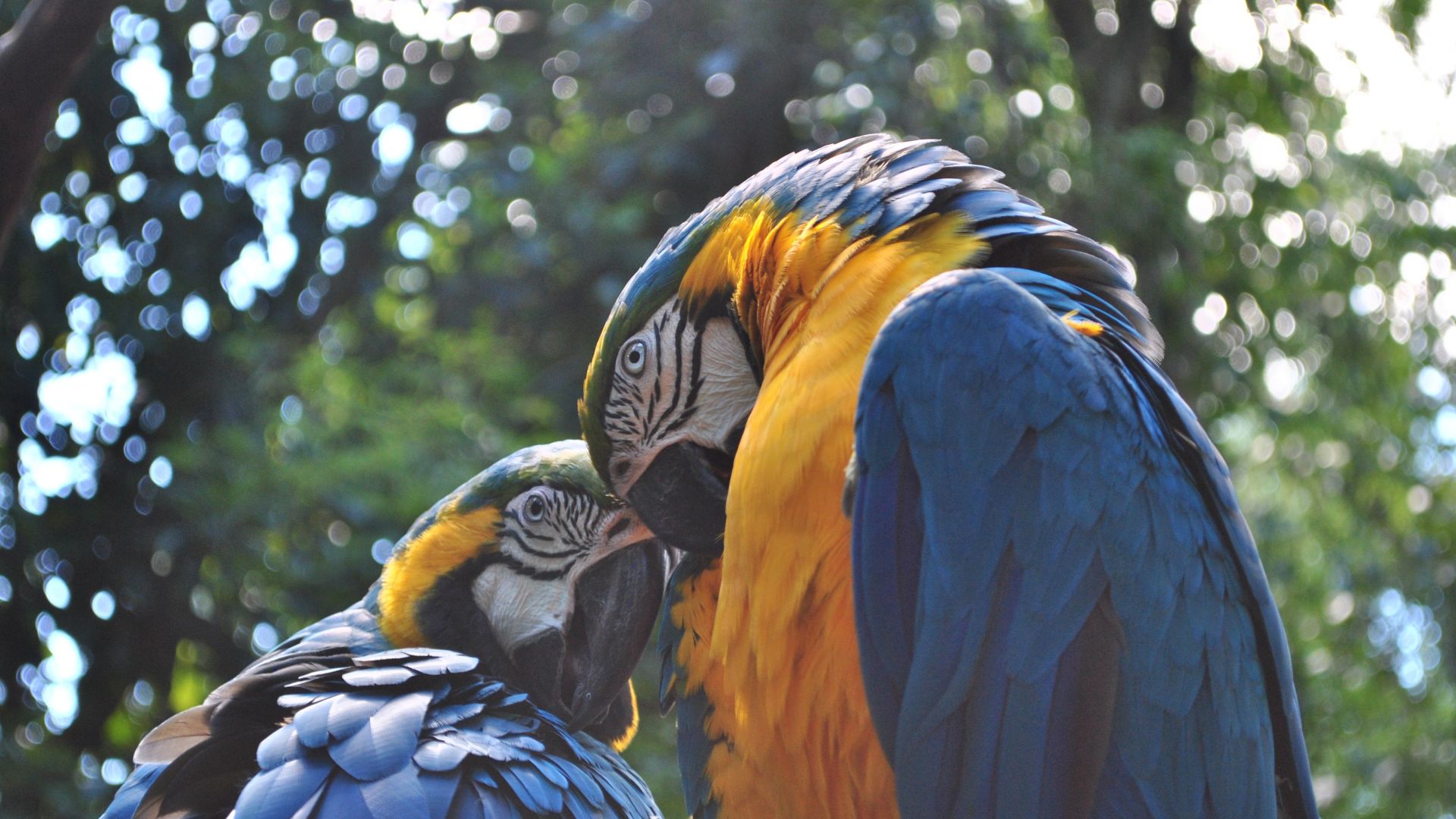 Wallpaper Parrot ara, macaw couple birds