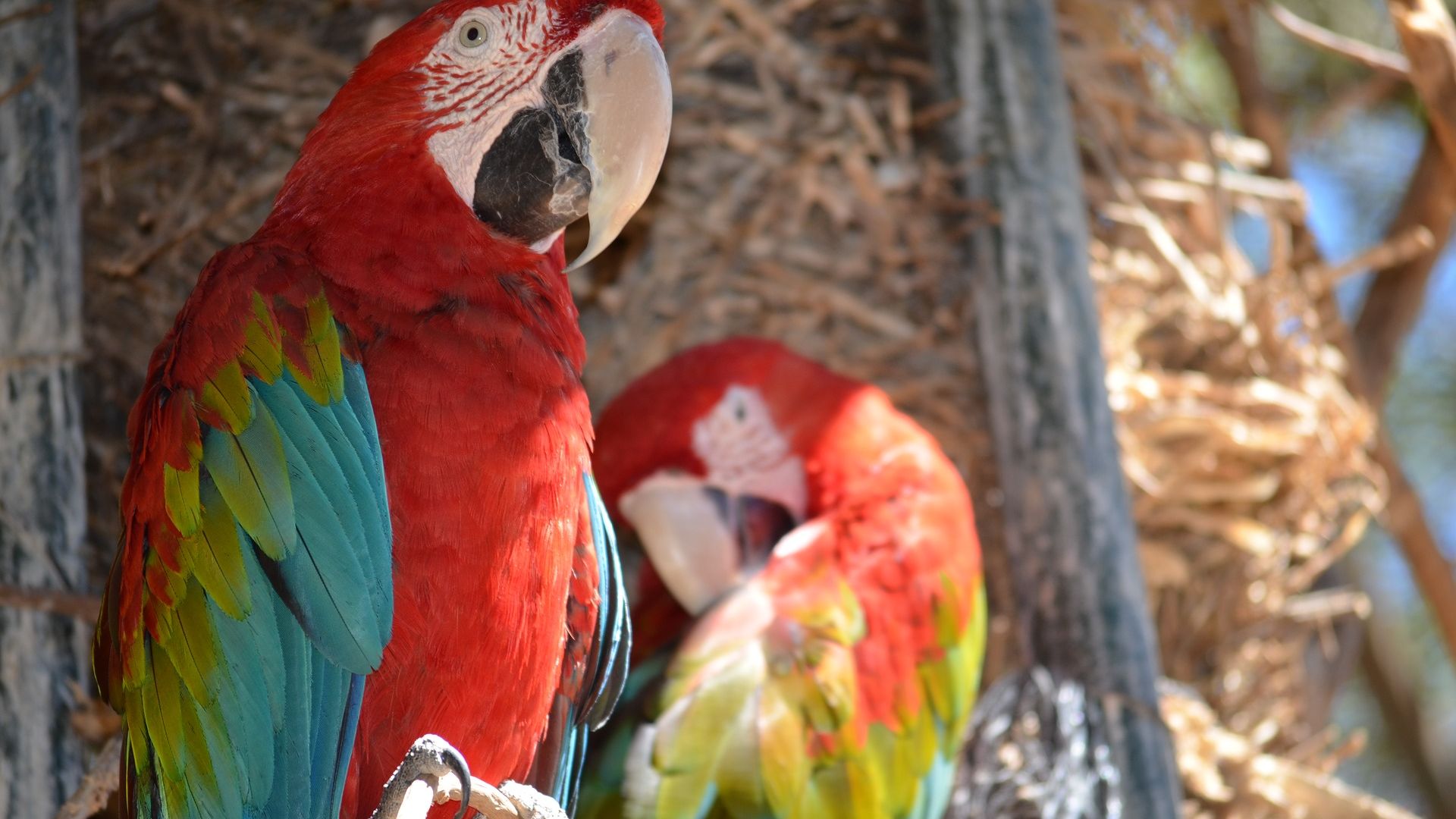 Wallpaper Parrot bird, colorful bird, macaw