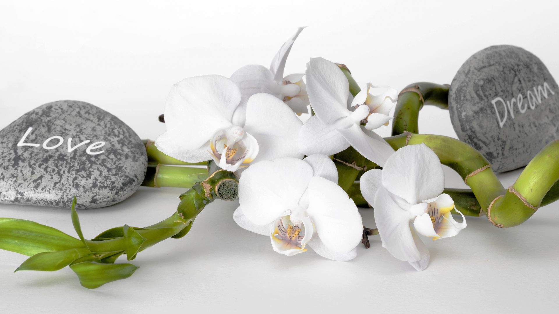 Wallpaper Orchid flower, blossom, white flowers, stones