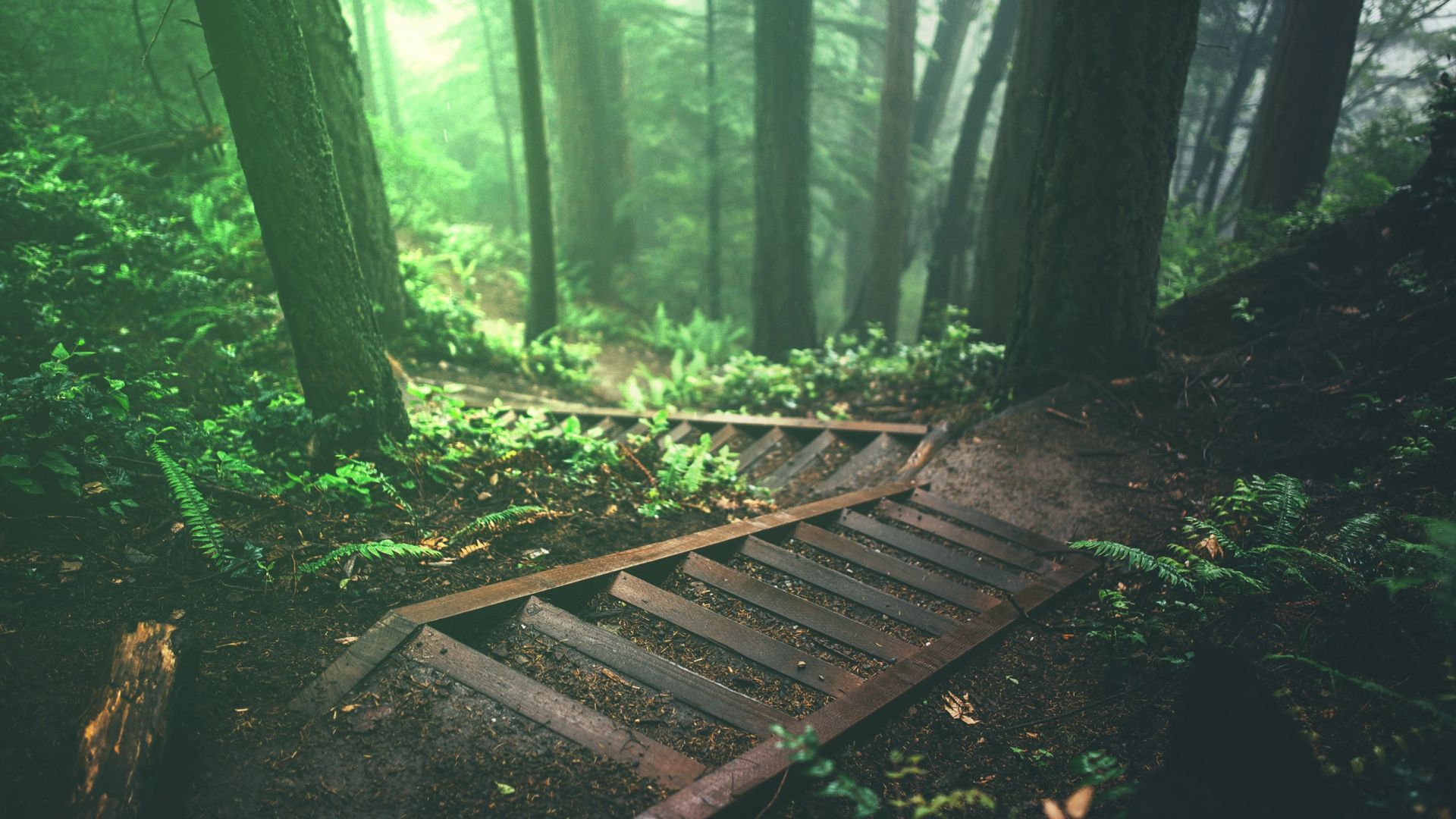 Wallpaper Wooden bridge in forest