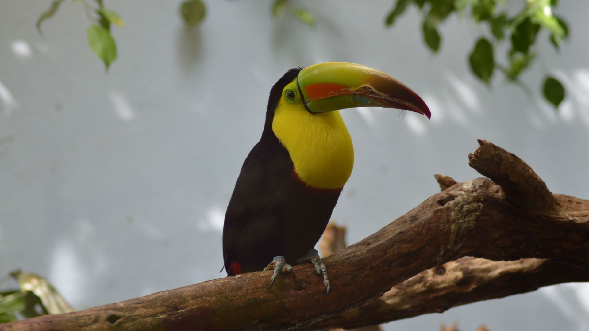 Wallpaper Toucan, yellow neck, beautiful bird
