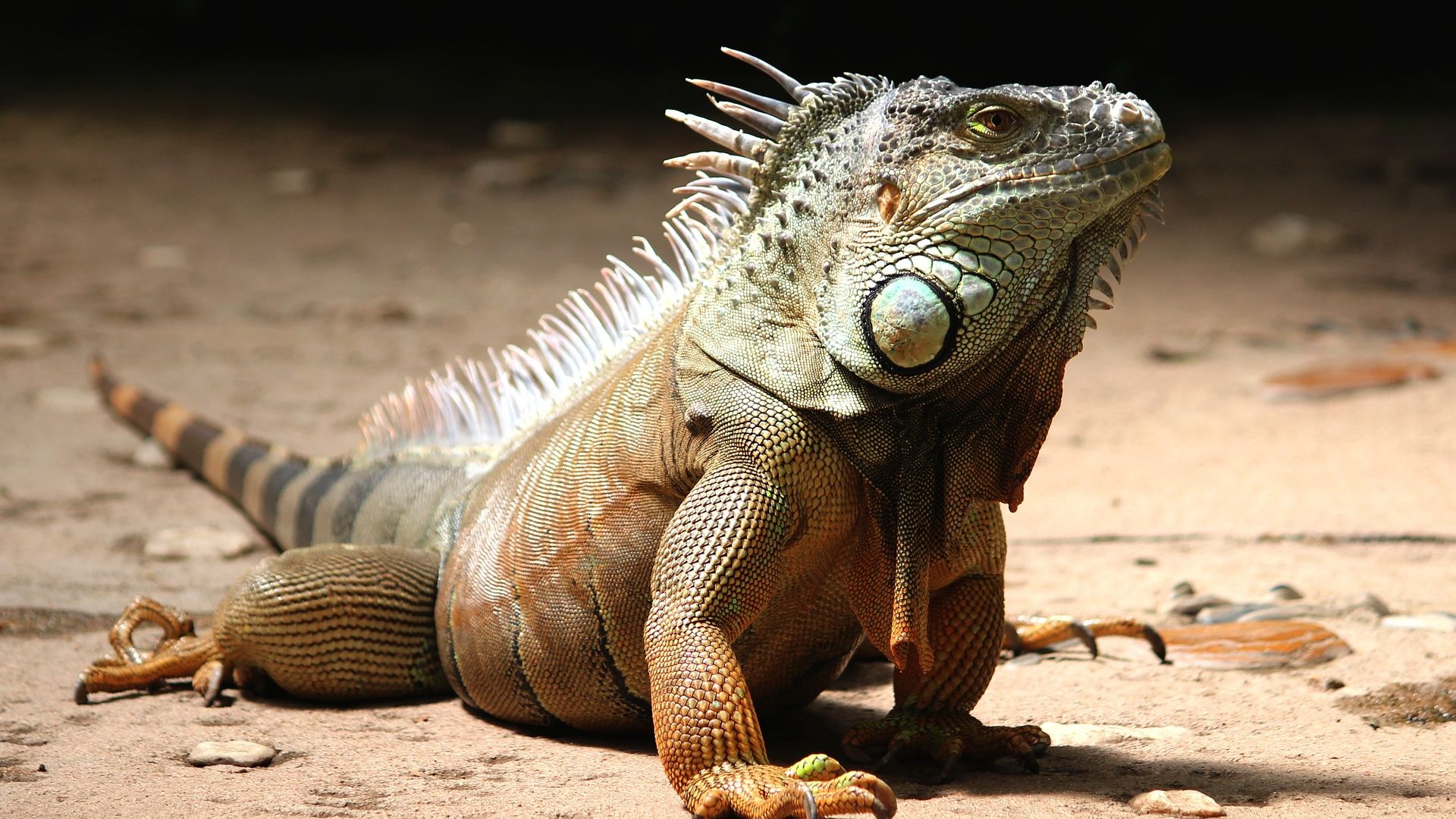 Wallpaper Iguana lizard, wild animal, reptile