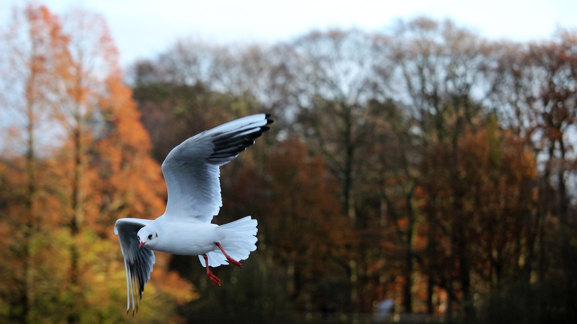 Wallpaper Bird, flying, seagull