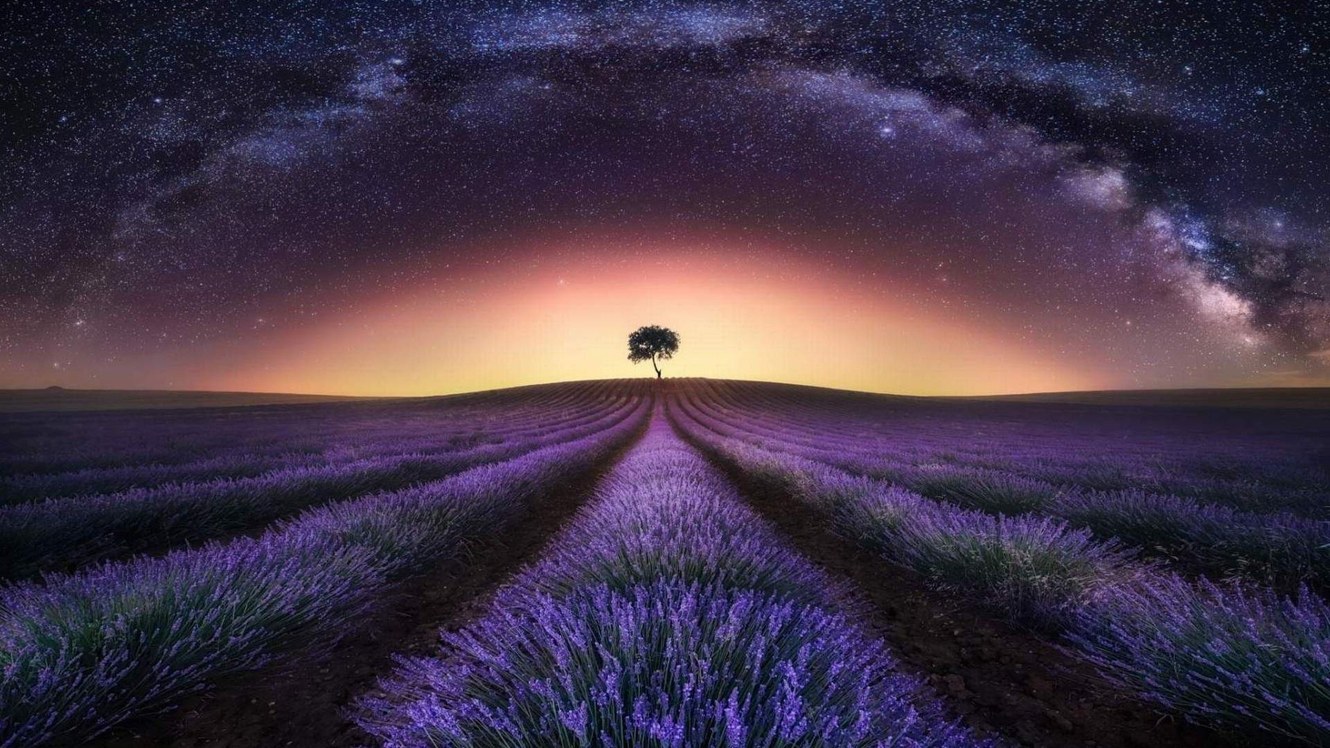 Wallpaper Lavender fields sunrise