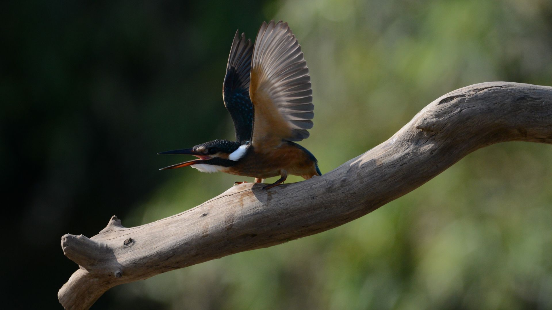 Wallpaper Kingfisher bird, tree branch