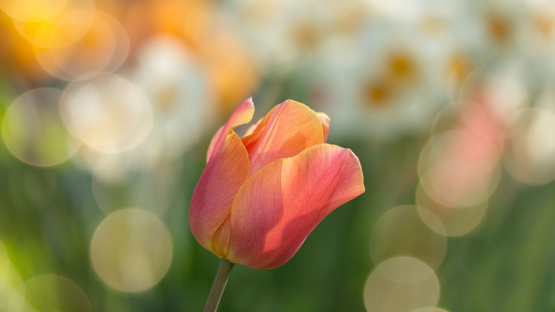 Wallpaper Tulip, flower, bokeh, close up