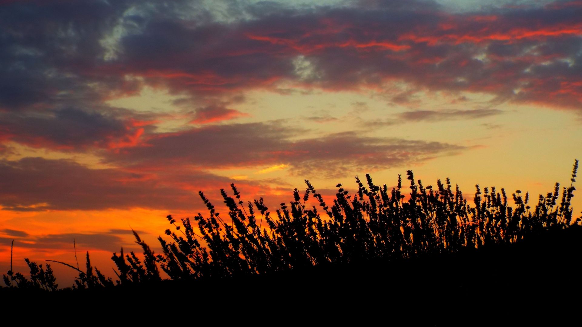 Wallpaper Sunset at lavender field