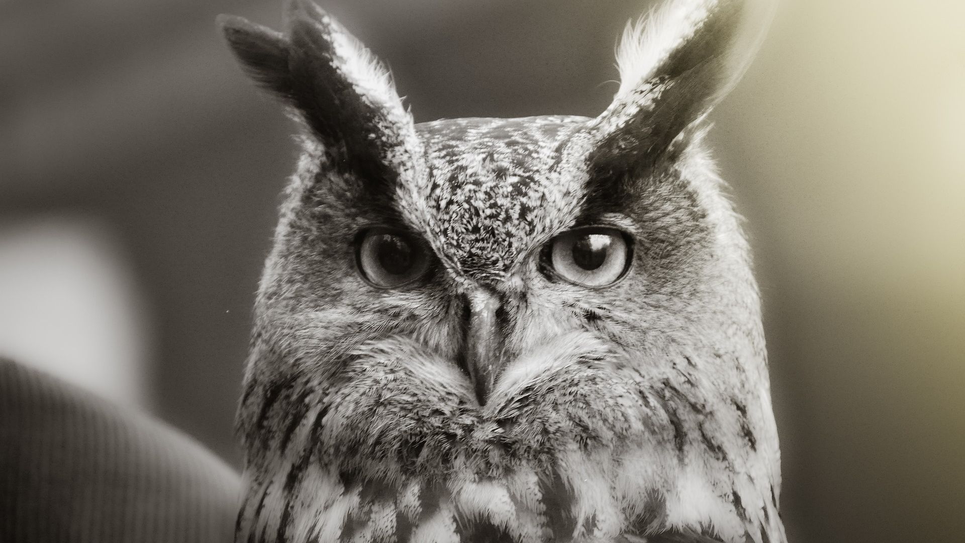 Wallpaper Owl muzzle, retro, close up