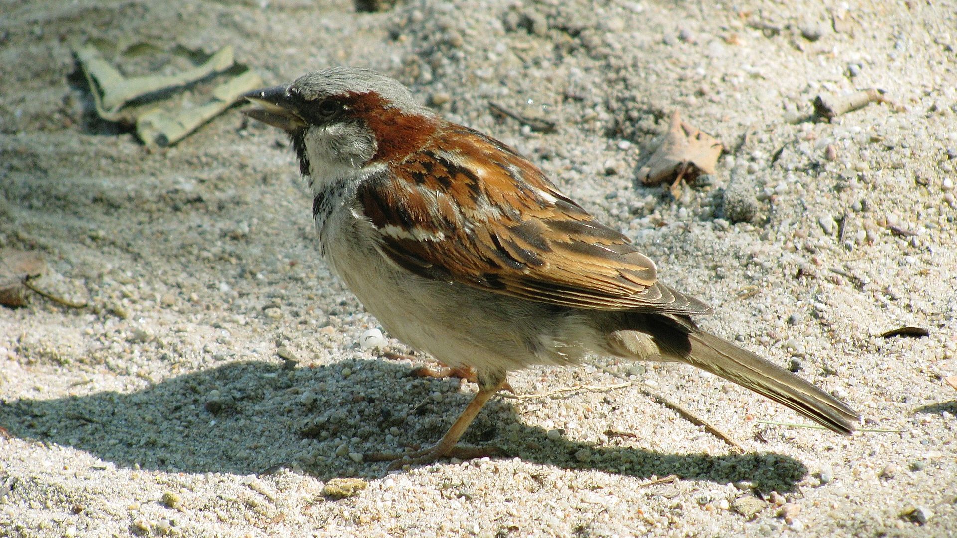 Wallpaper Bird, sparrow, small bird