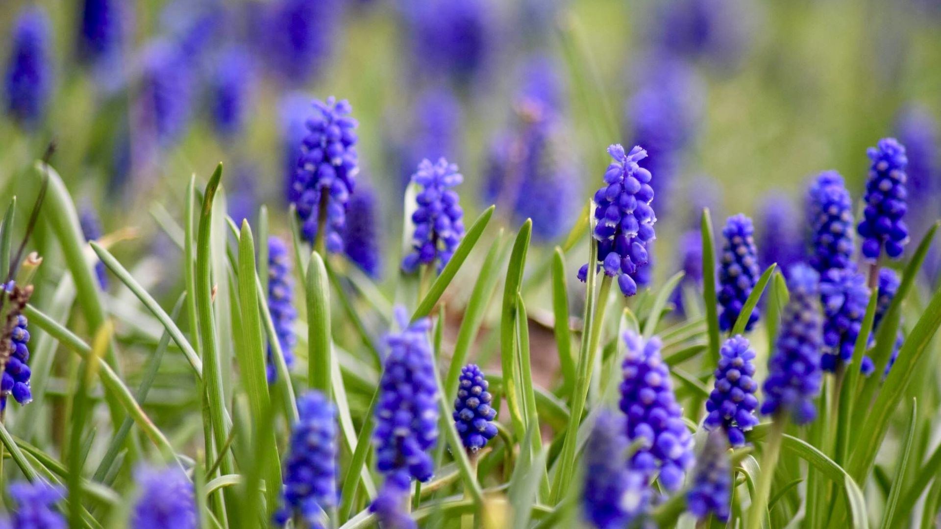 Wallpaper Hyacinth, purple flowers, spring, blur, meadow