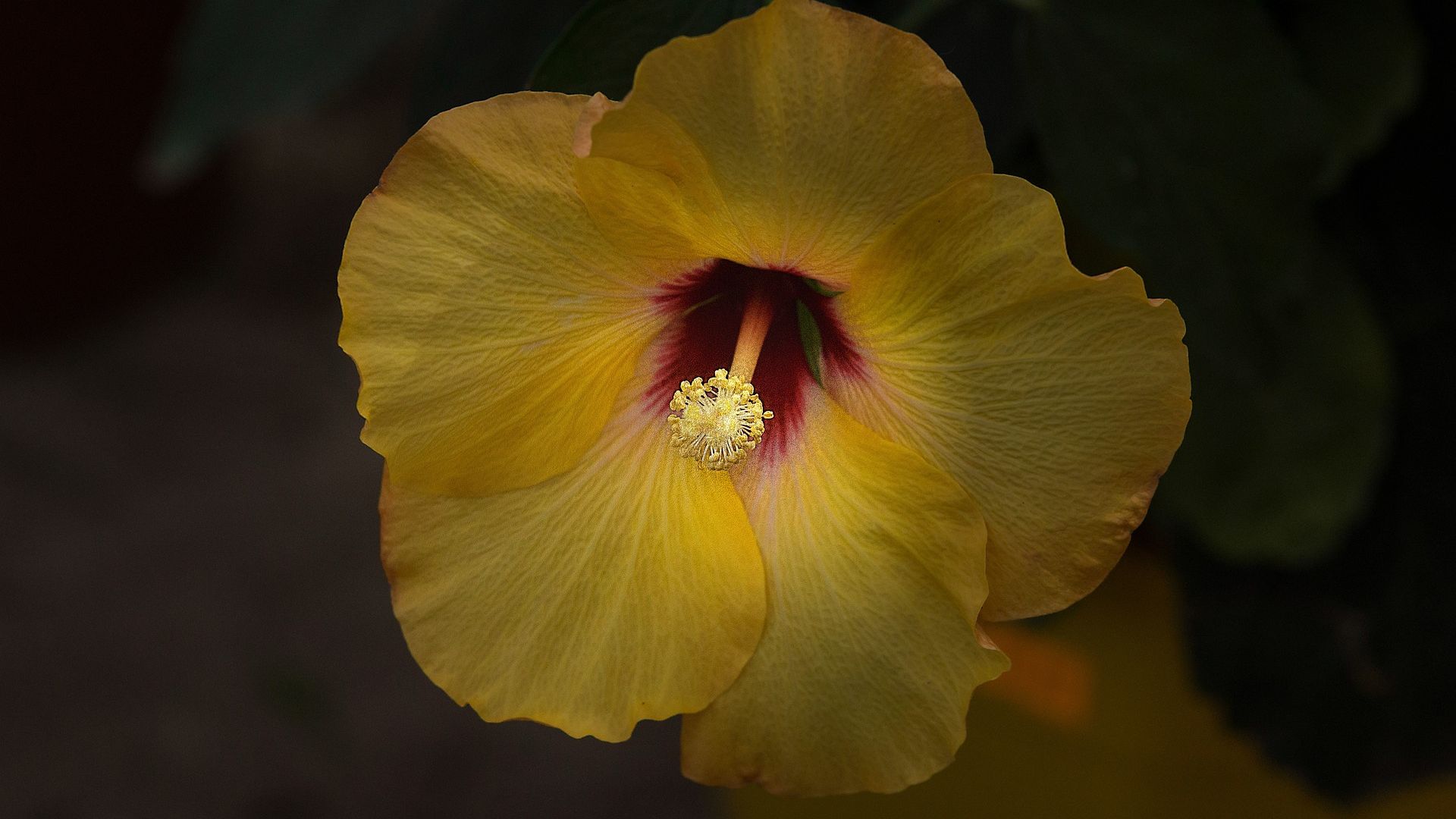 Wallpaper Hibiscus, Yellow Hibiscus, flowers, pollen