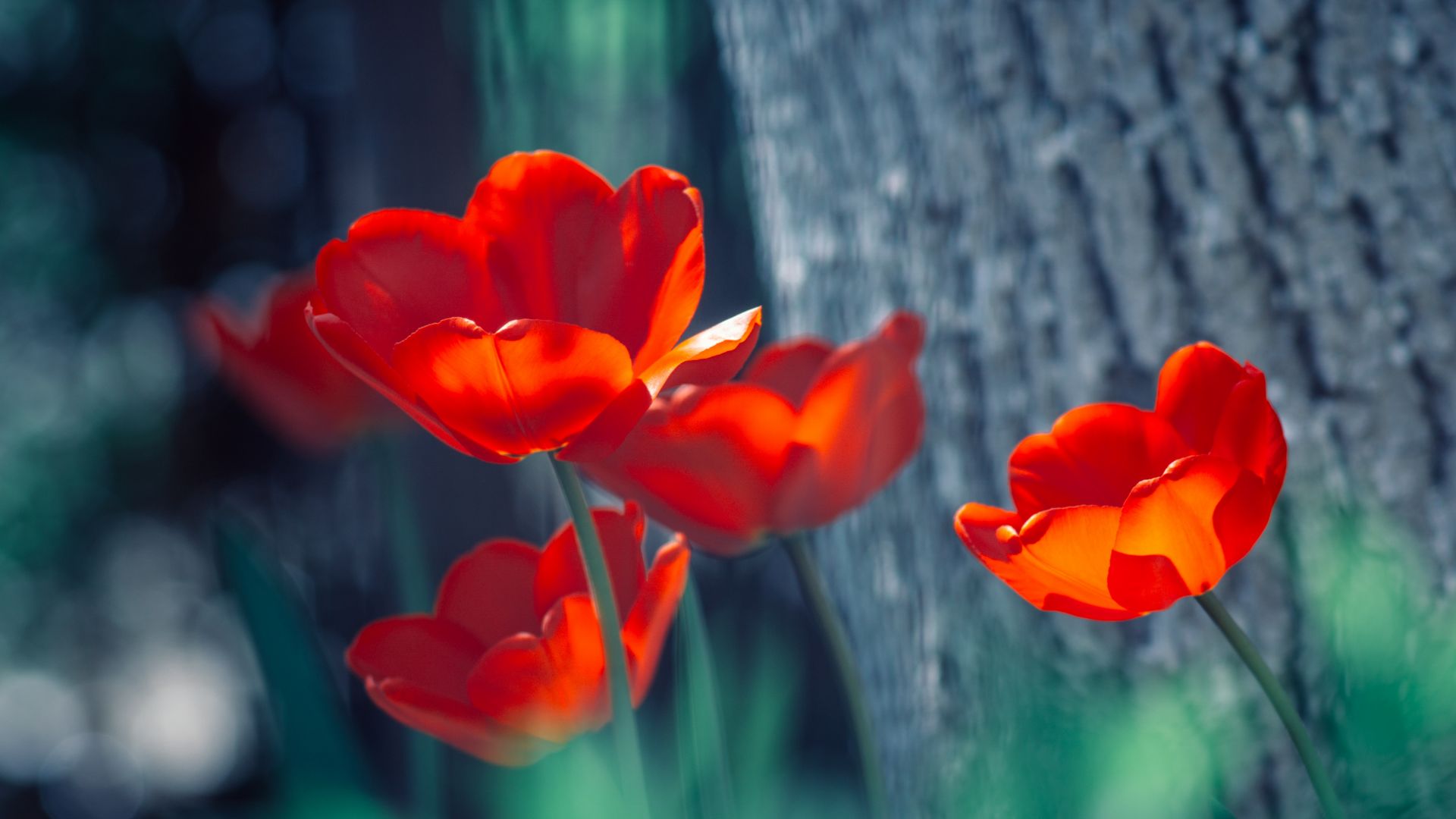 Wallpaper Lovely red tulip, flowers, spring