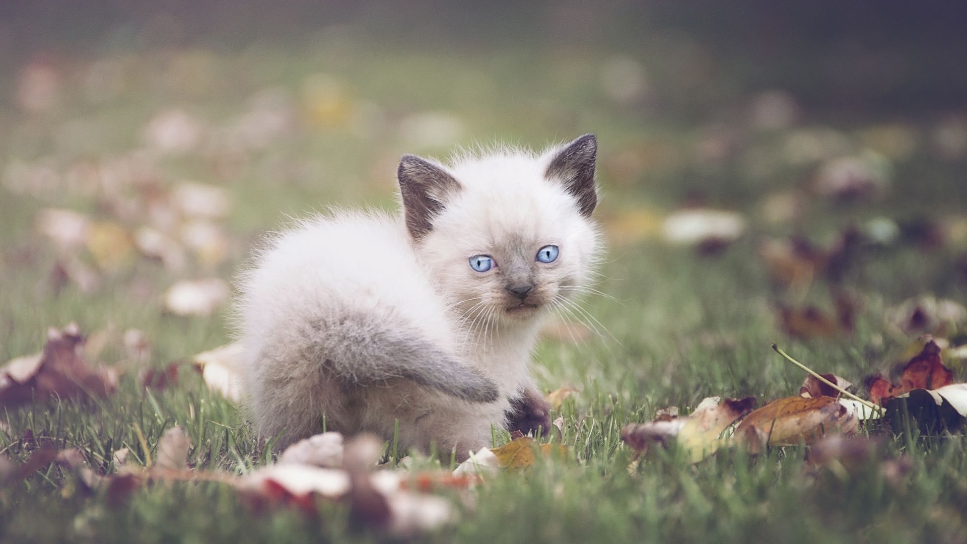 Wallpaper Cute kitten, play, leaves, grass field, fall