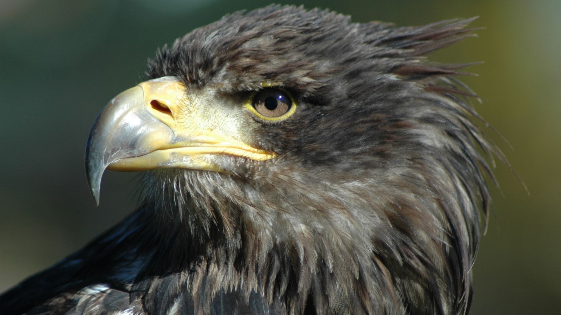 Wallpaper Eagle, Raptor, yellow beak, muzzle