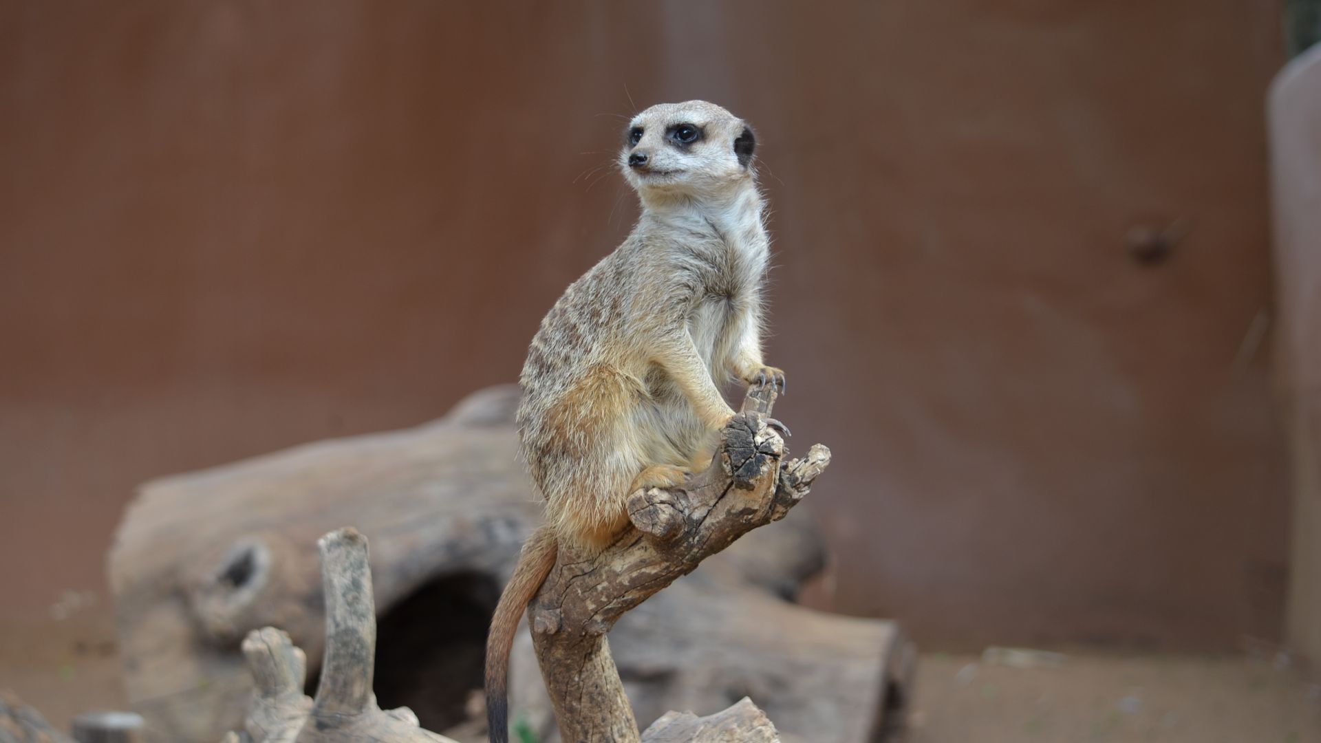 Wallpaper Meerkat, wild animal, zoo