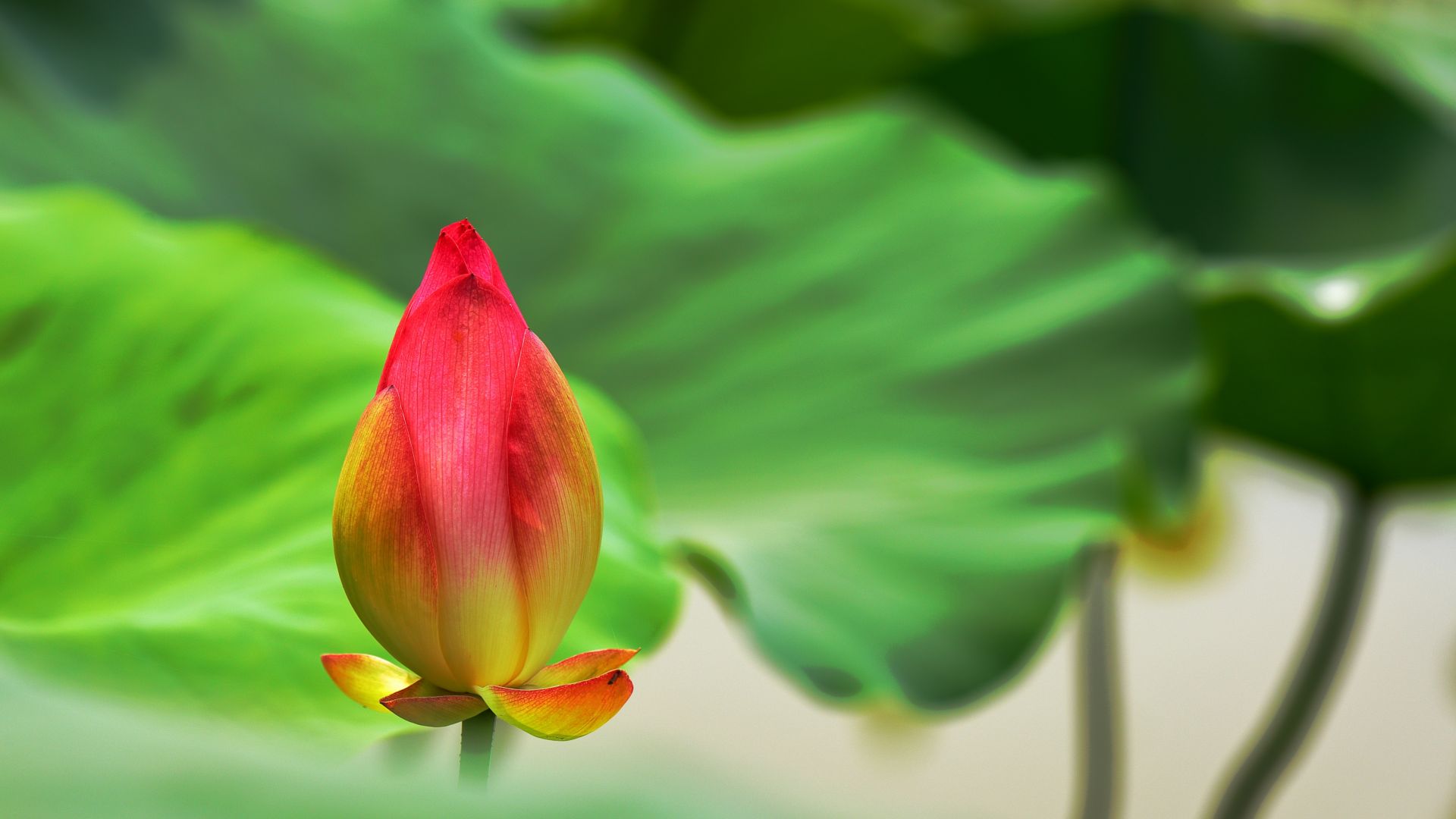 Wallpaper Lotus bud, leaves, bloom, flower