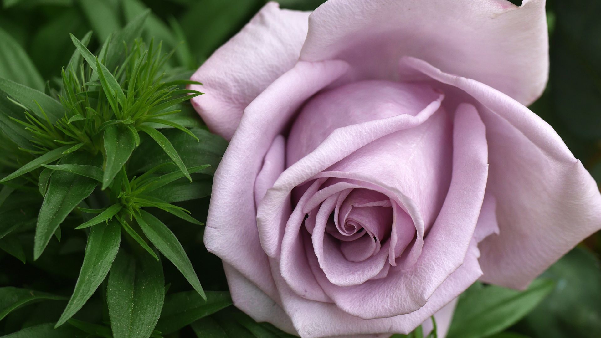 Wallpaper Close up, pink rose, bloom, 4k